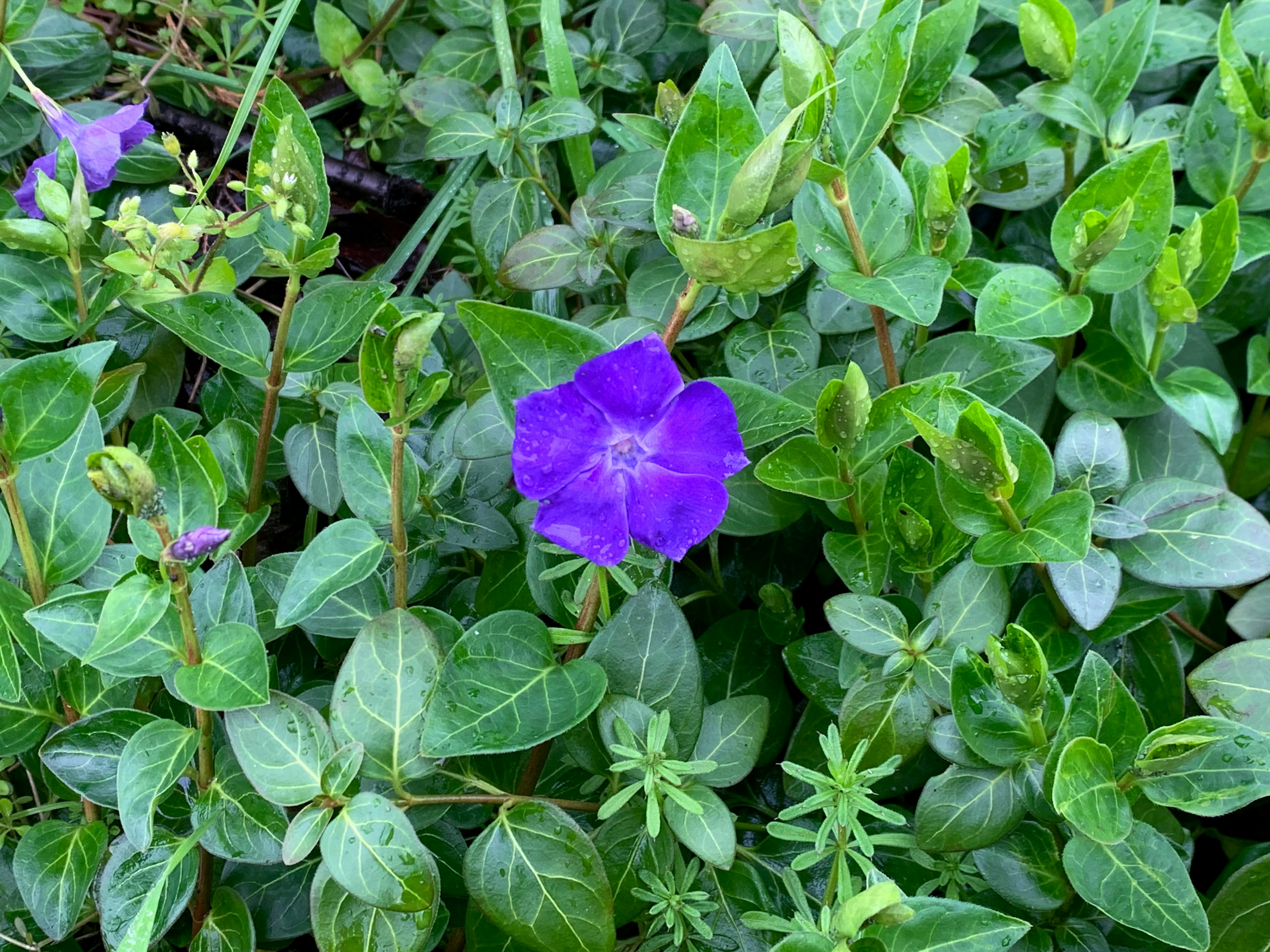 Vivid purple flower blooming among green leaves