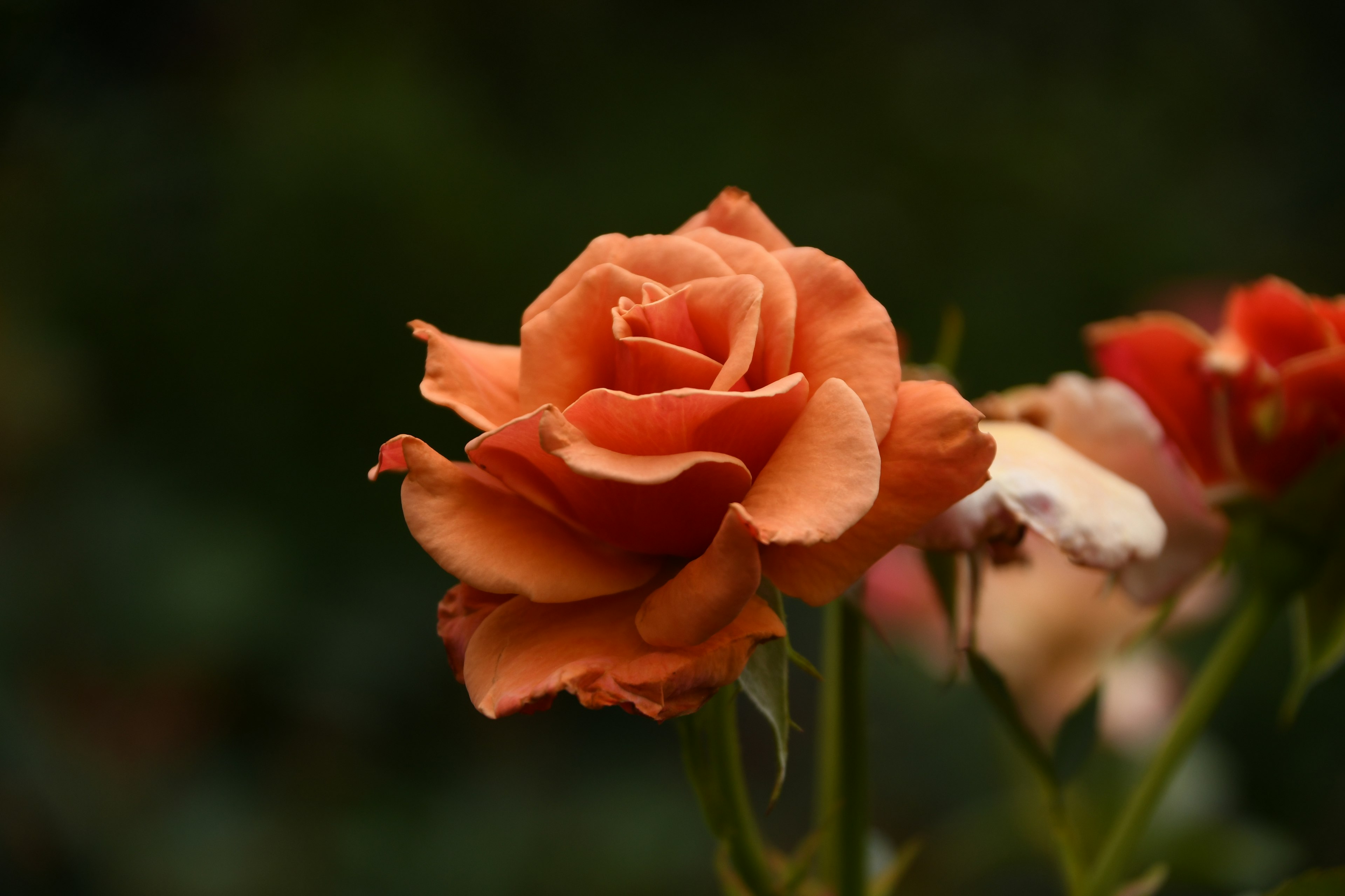 Fleur de rose orange avec un arrière-plan vert flou