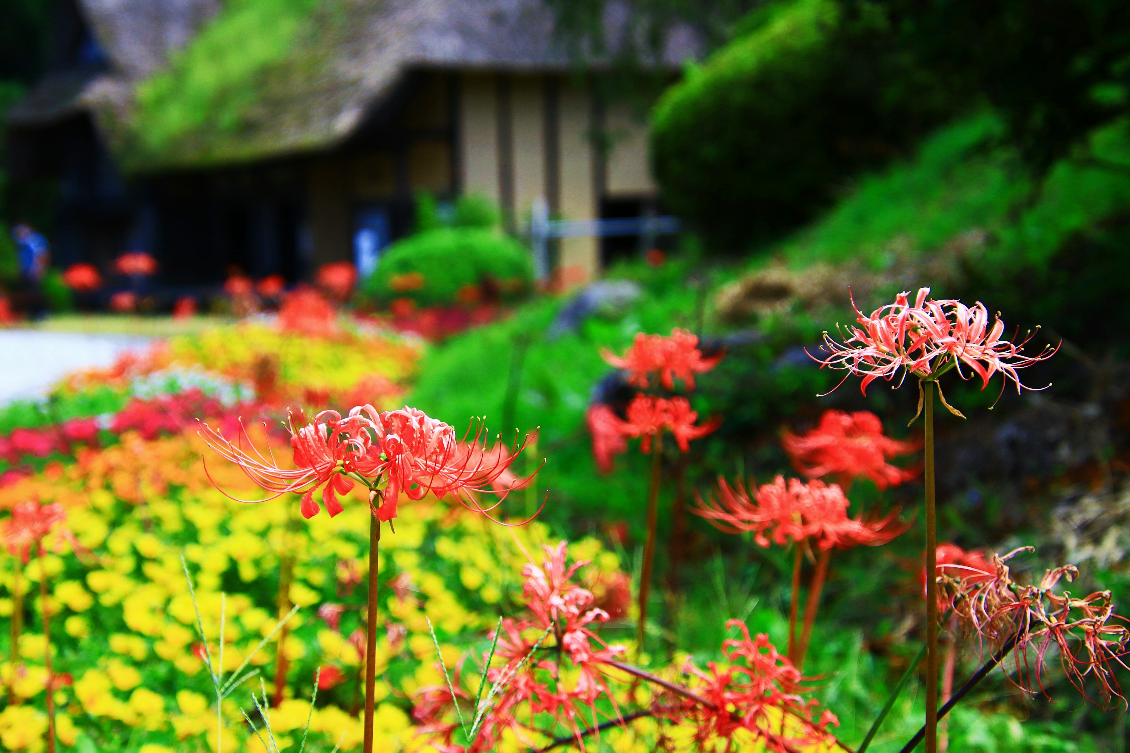 สวนที่มีชีวิตชีวาพร้อมดอกไม้สีแดงในฉากหน้าแสดงให้เห็นถึงบรรยากาศแบบญี่ปุ่นดั้งเดิม