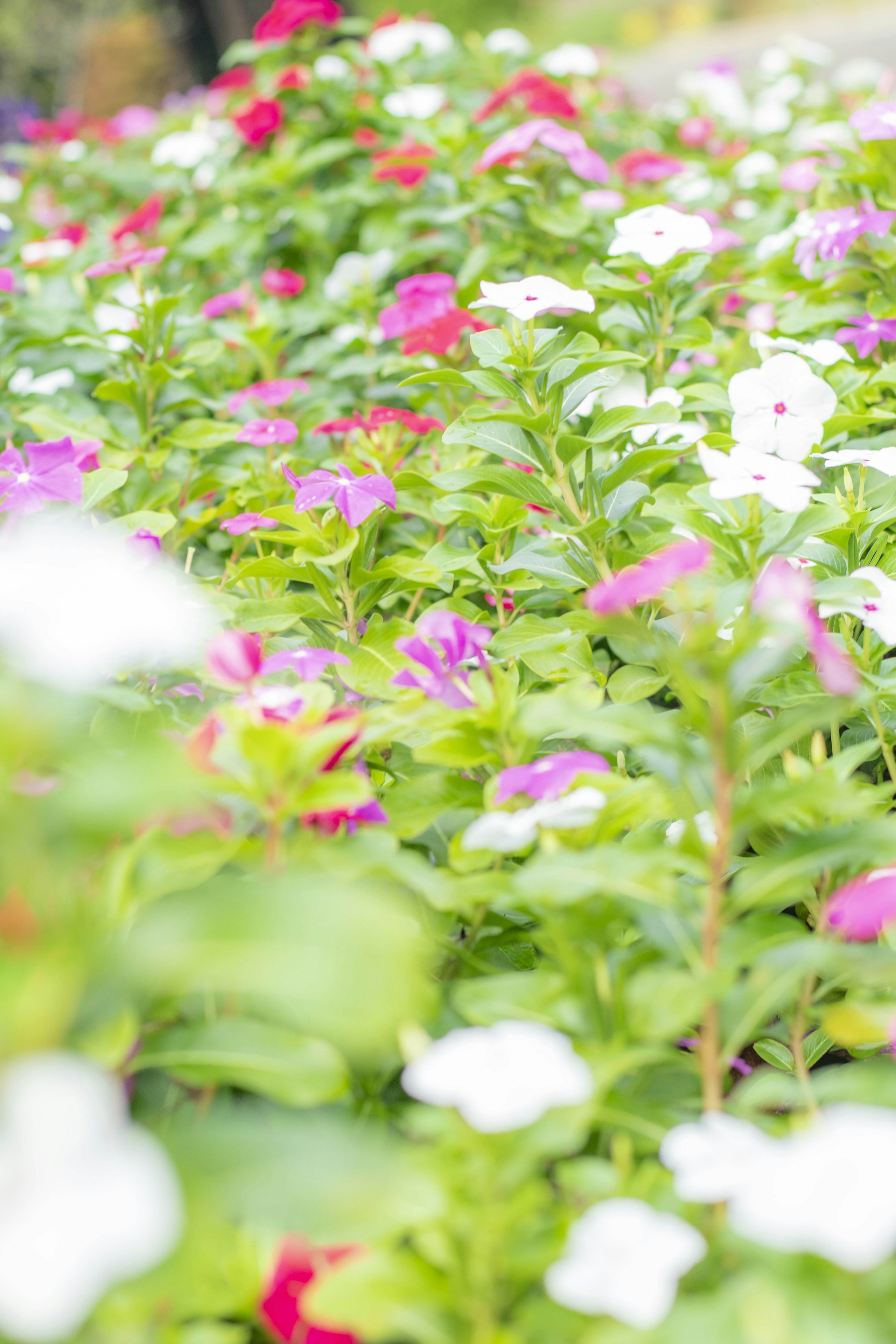 Bunga impatiens berwarna-warni mekar di taman