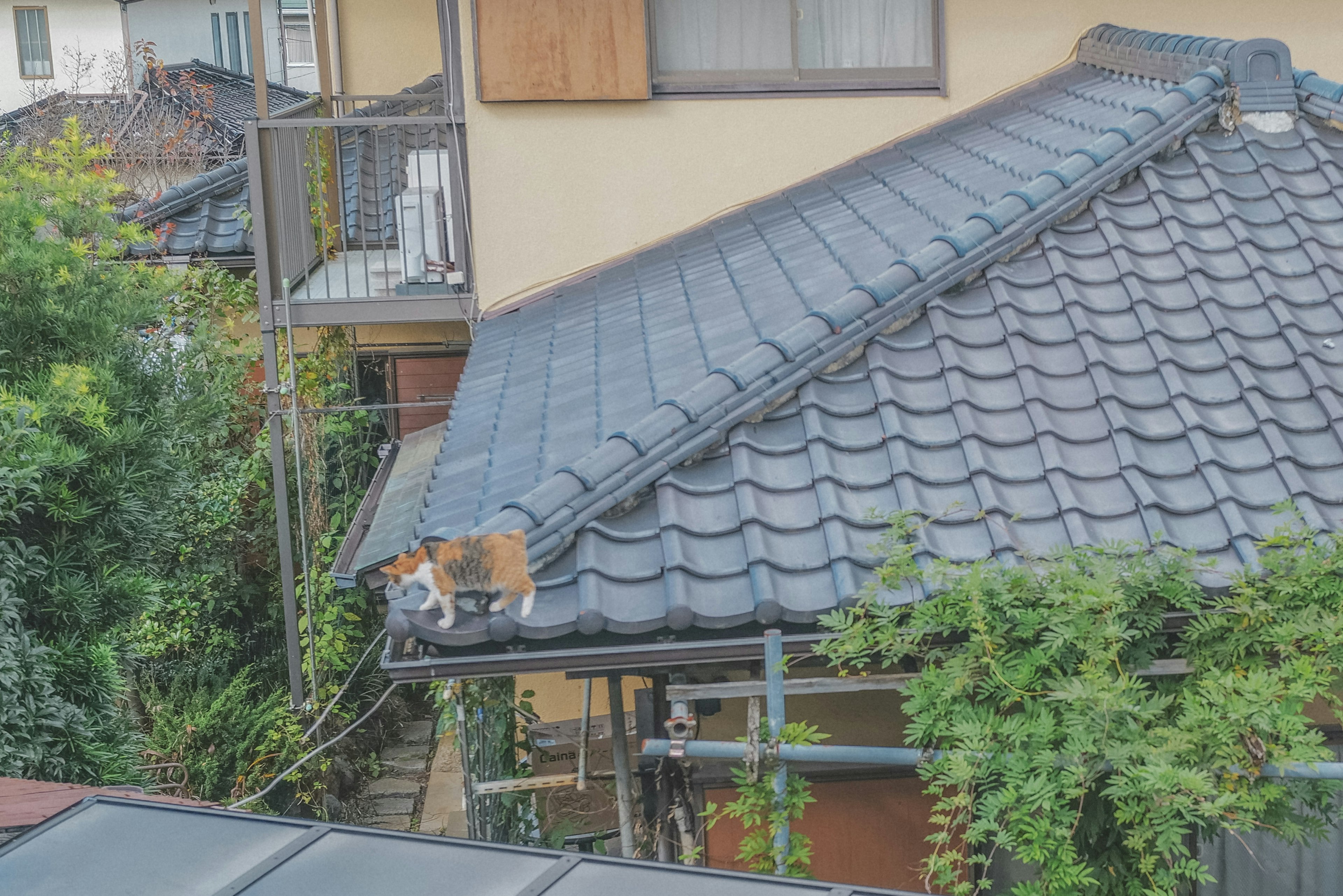 屋根の上を歩く猫と周囲の緑が特徴の日本の住宅