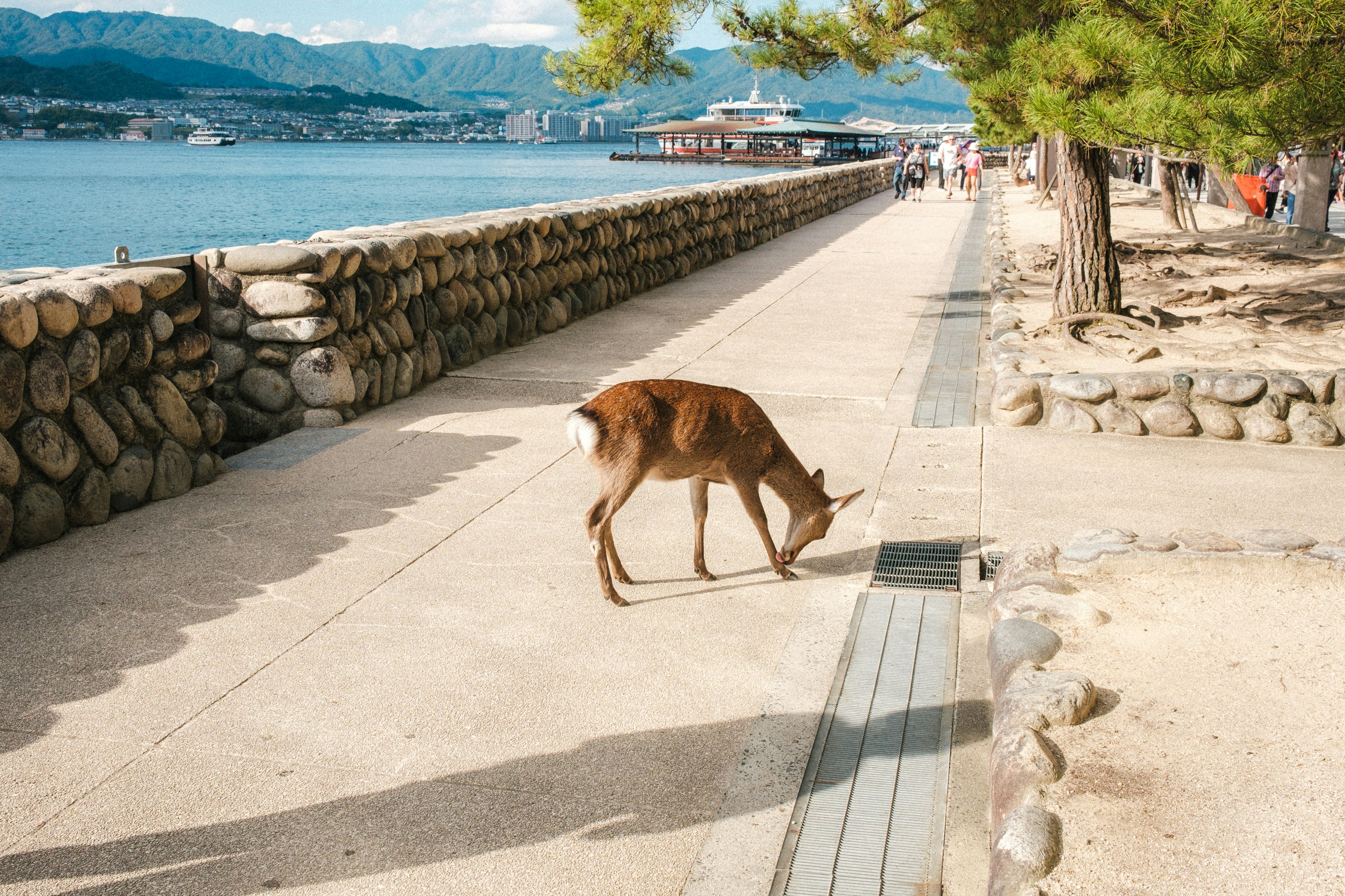 海辺の遊歩道で草を食べる鹿