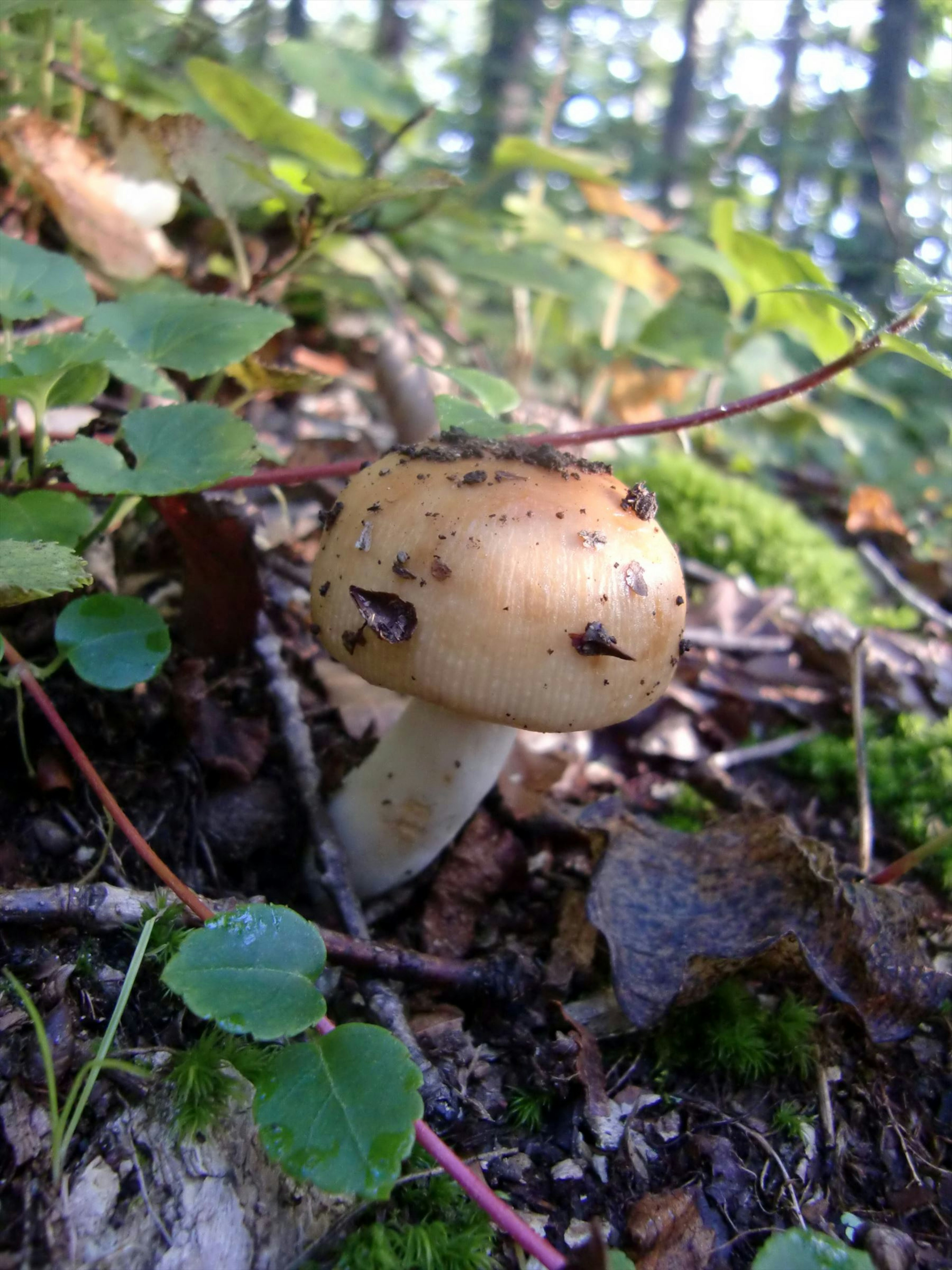 Brown mushroom growing in a forest with green leaves