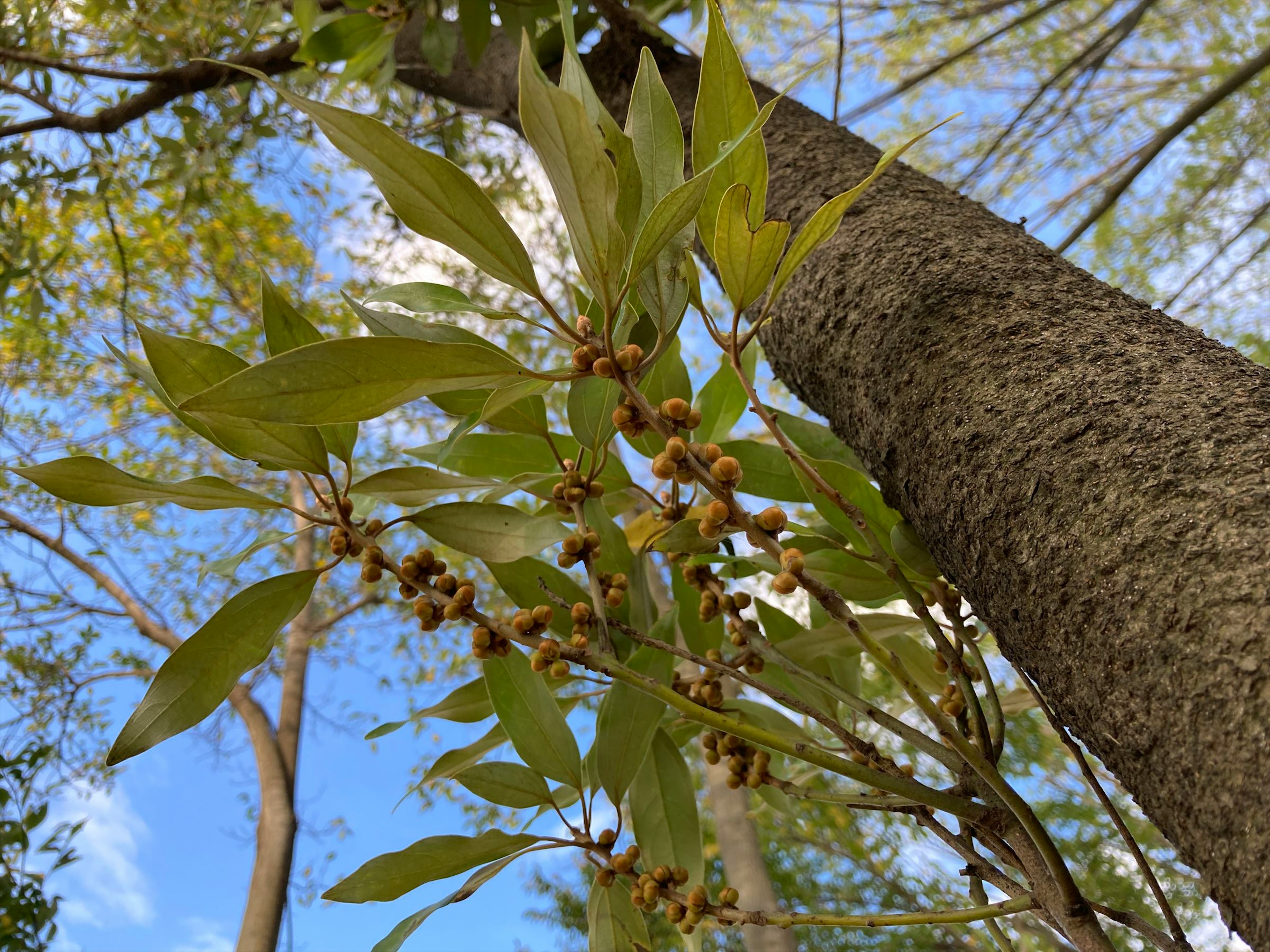 Rama con hojas verdes y frutos en un árbol