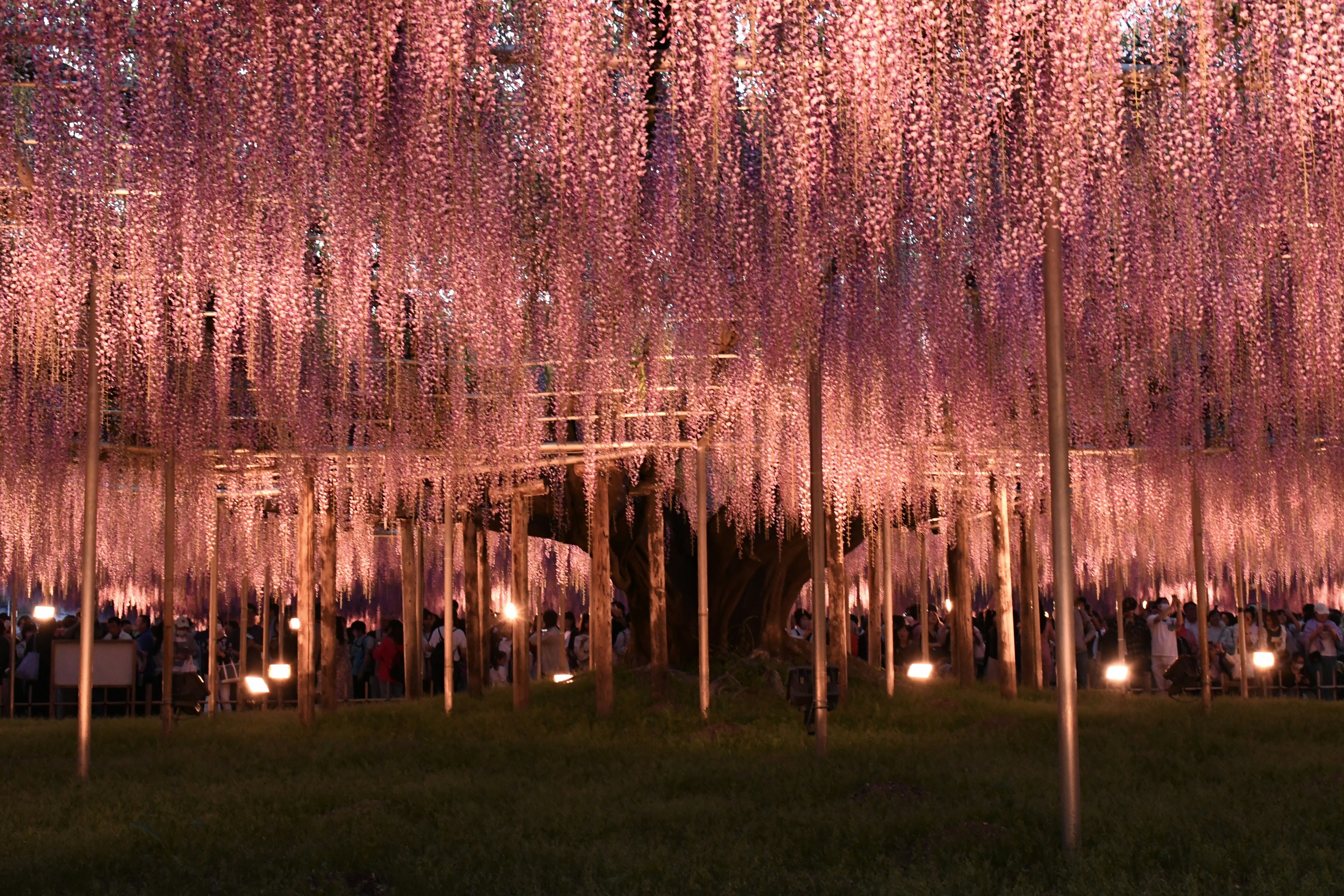 藤の花が咲く幻想的な景色で人々が集まる