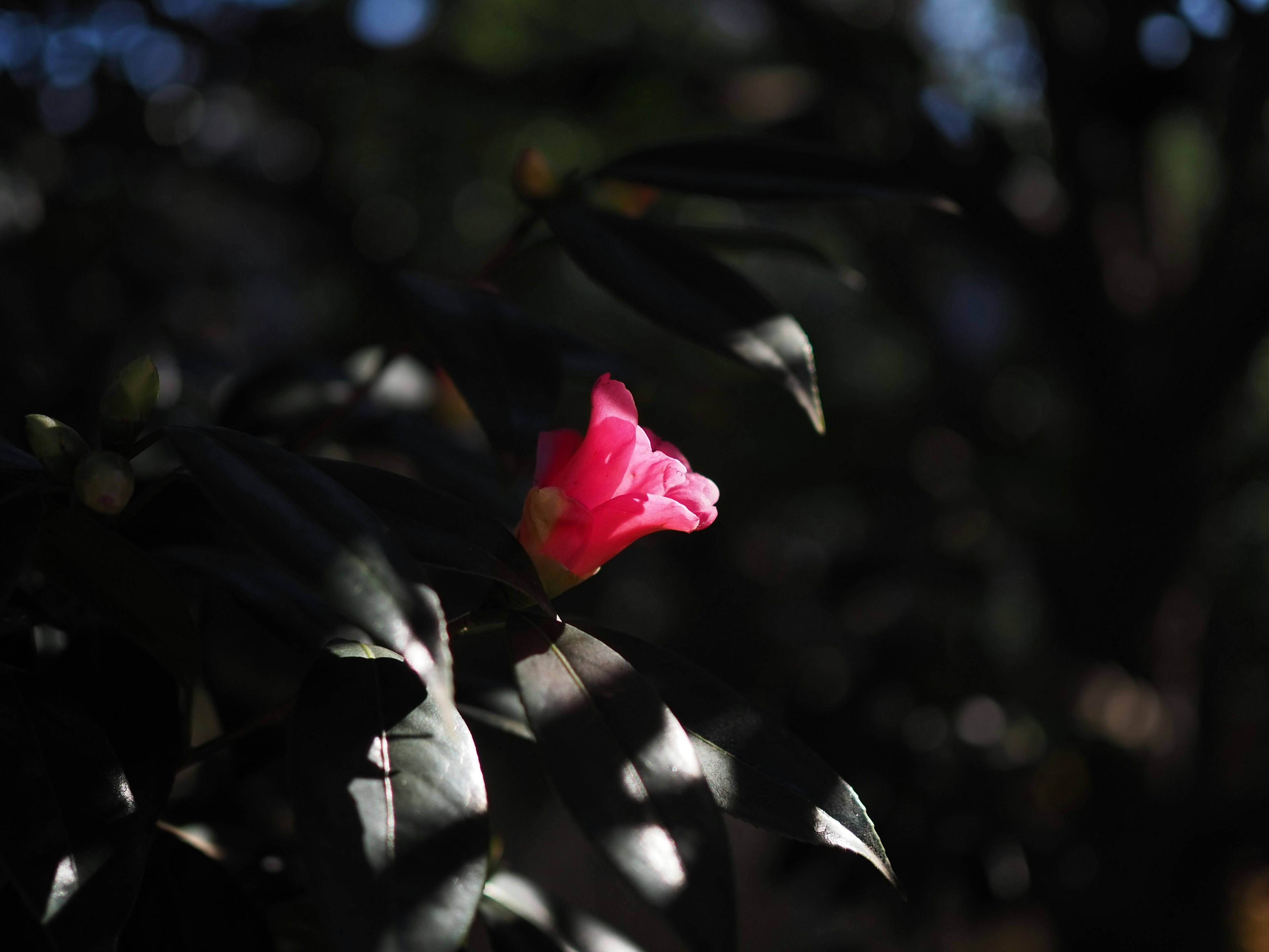 暗い背景に浮かぶ明るいピンクの花