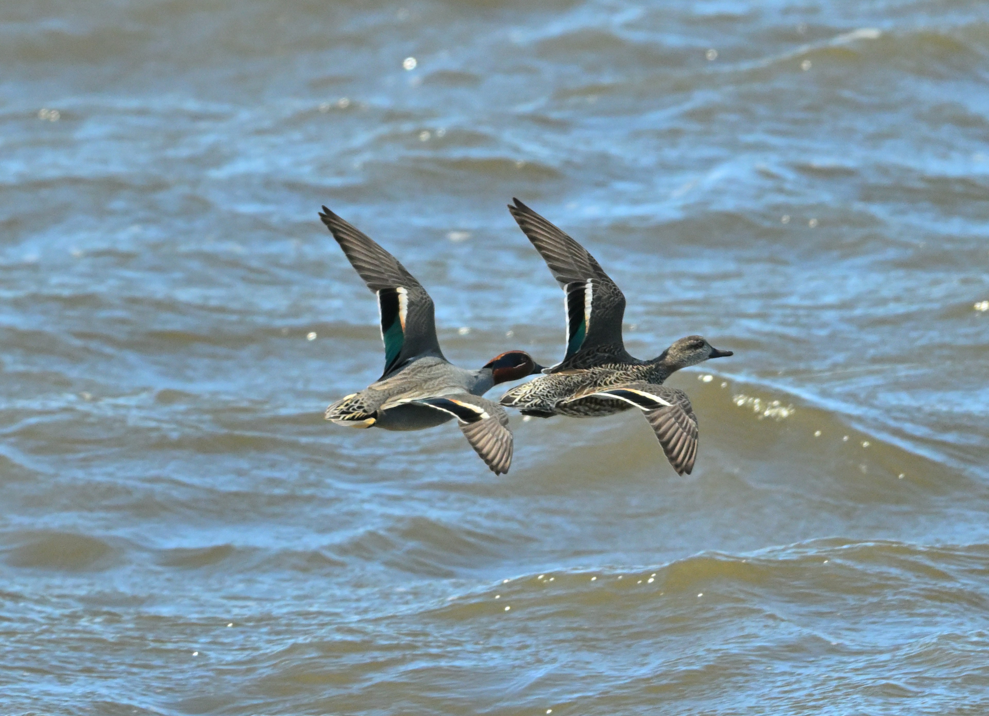 Two birds flying over the water surface