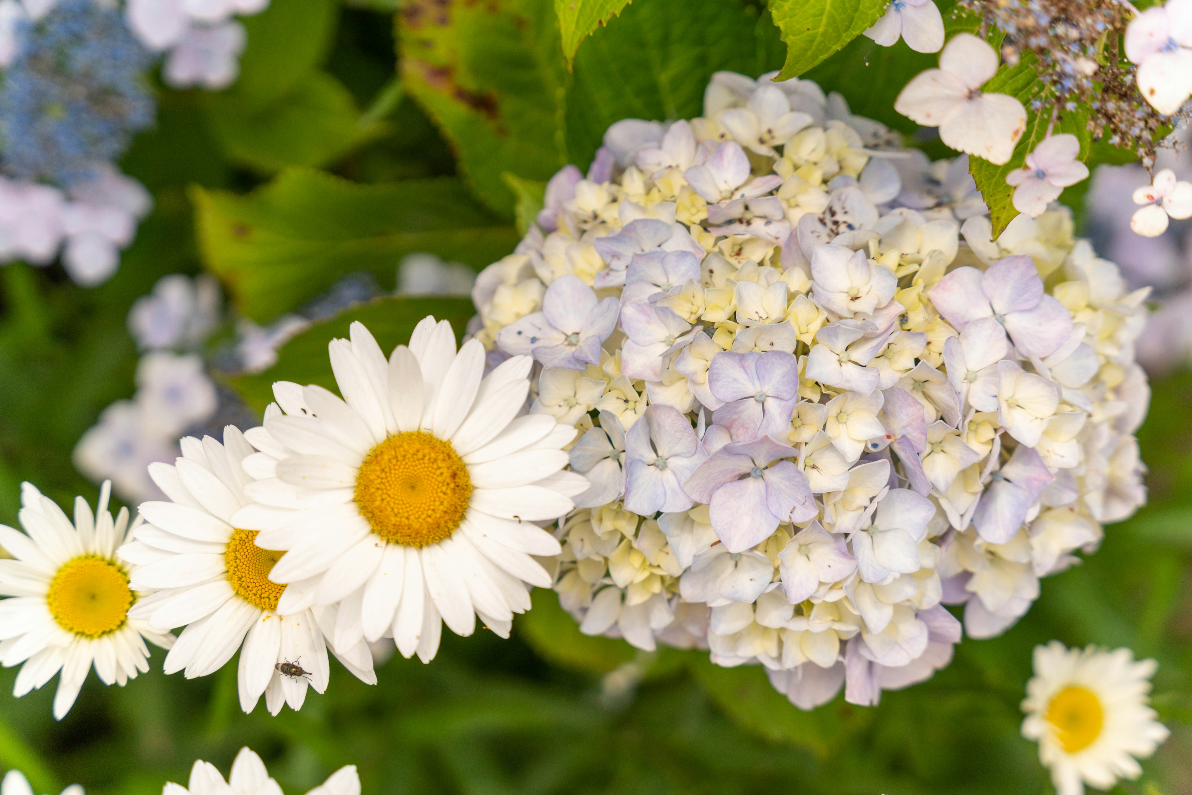 Weiße Gänseblümchen und blau-lila Hortensienblüten blühen zusammen