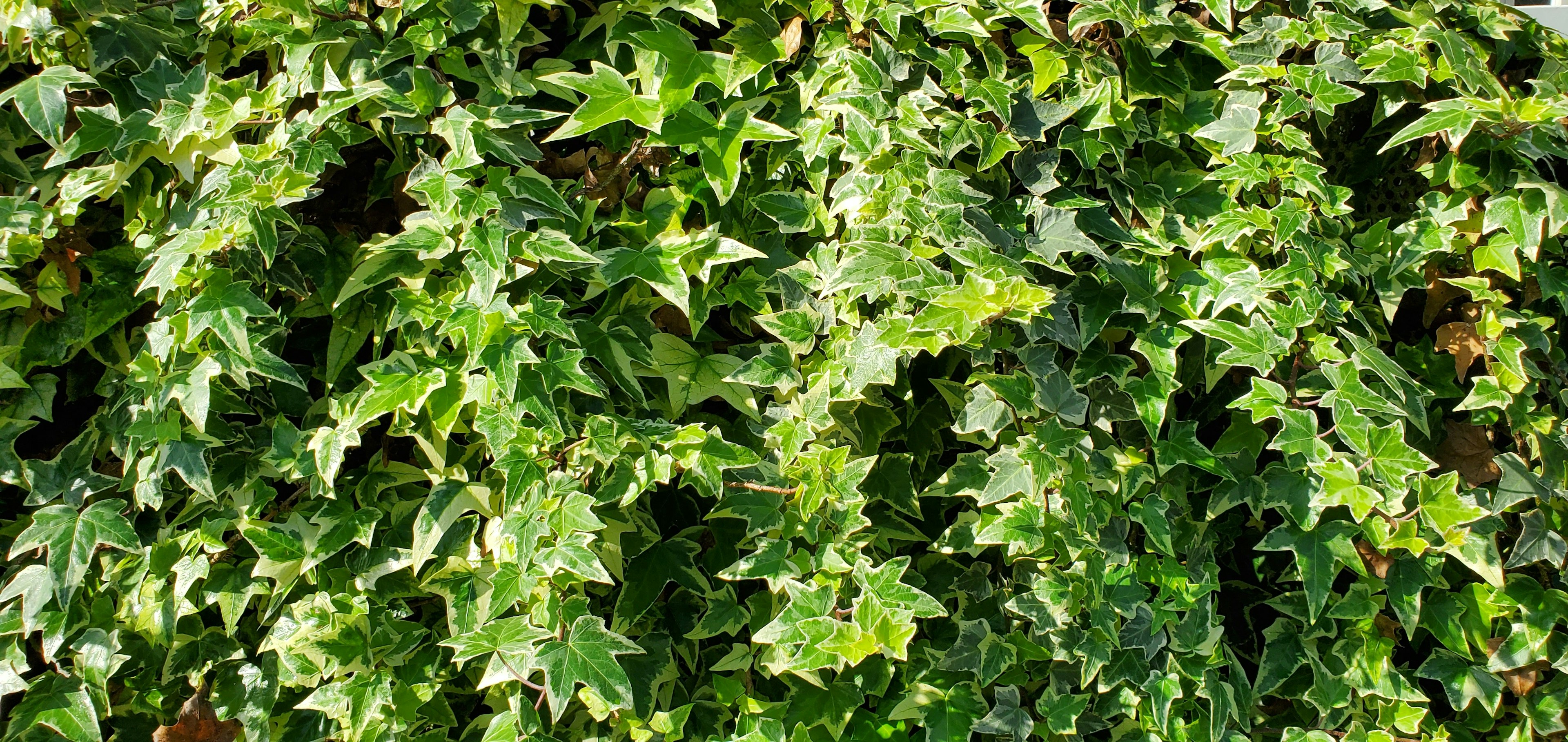 Dense green ivy leaves creating a lush background