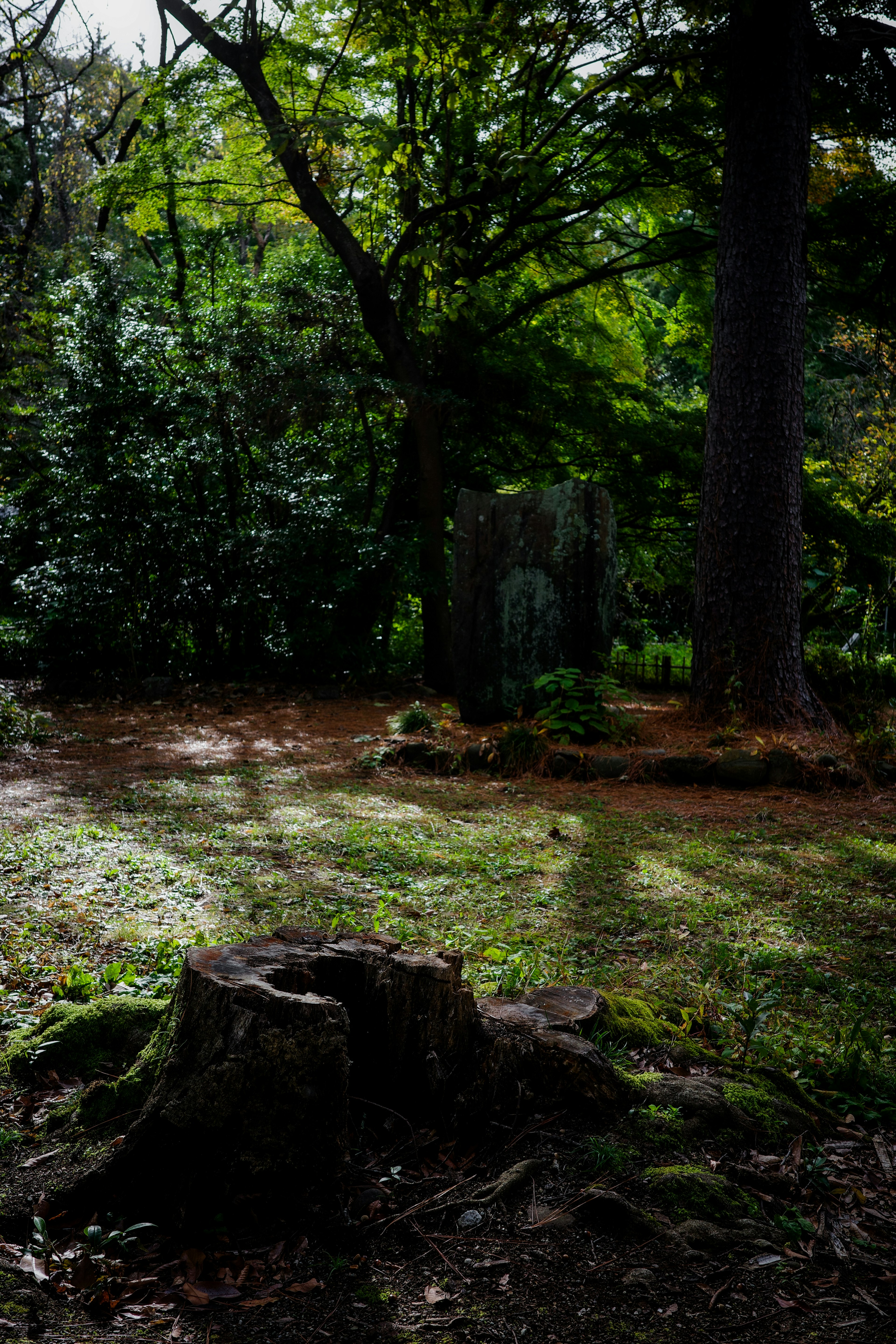 Una scena di foresta lussureggiante con un ceppo d'albero e ombre di alberi