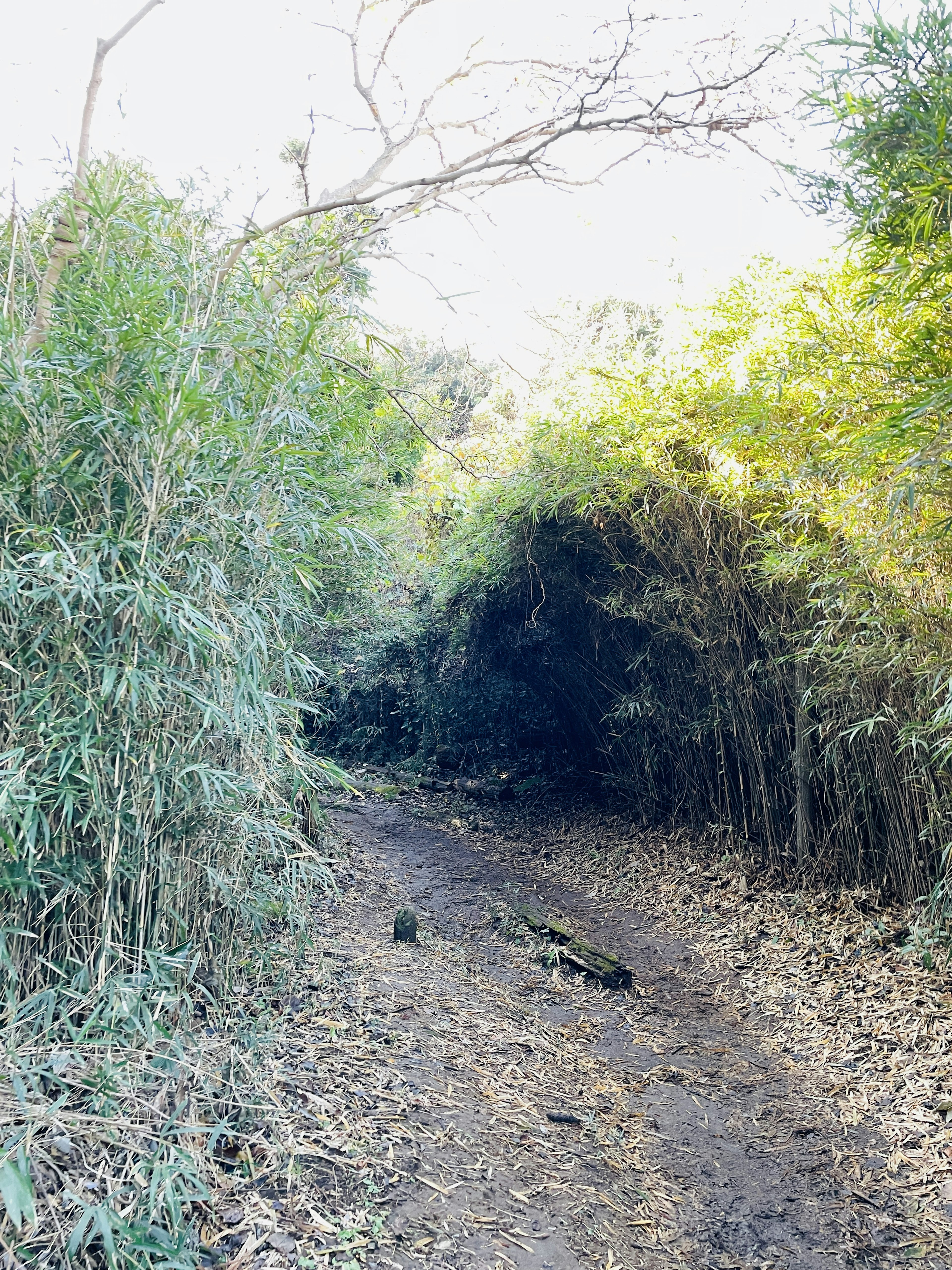 Jalan yang dikelilingi oleh hutan bambu hijau