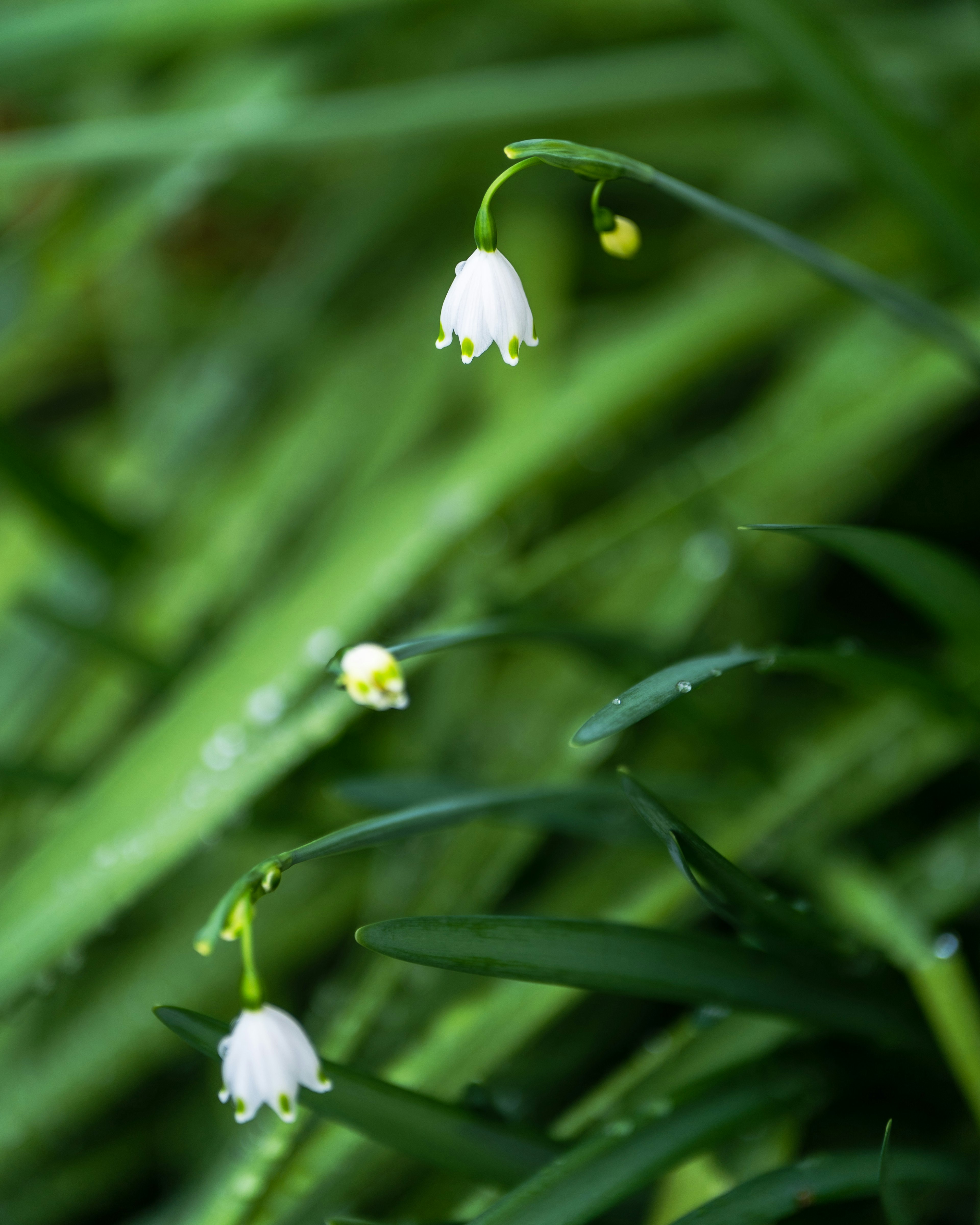 Mehrere glockenförmige weiße Blumen blühen zwischen grünen Blättern