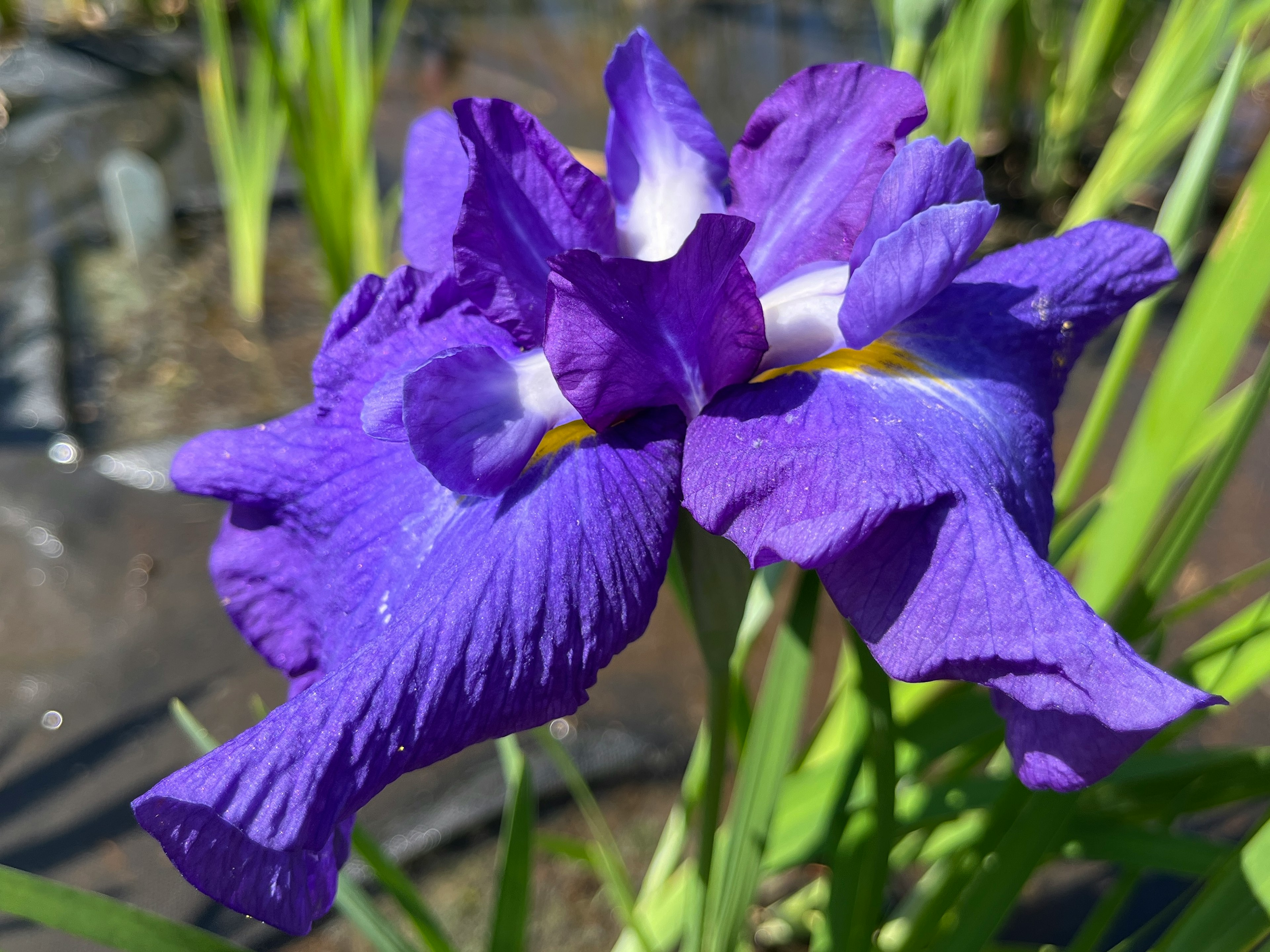 Flor de iris púrpura vibrante rodeada de hojas verdes