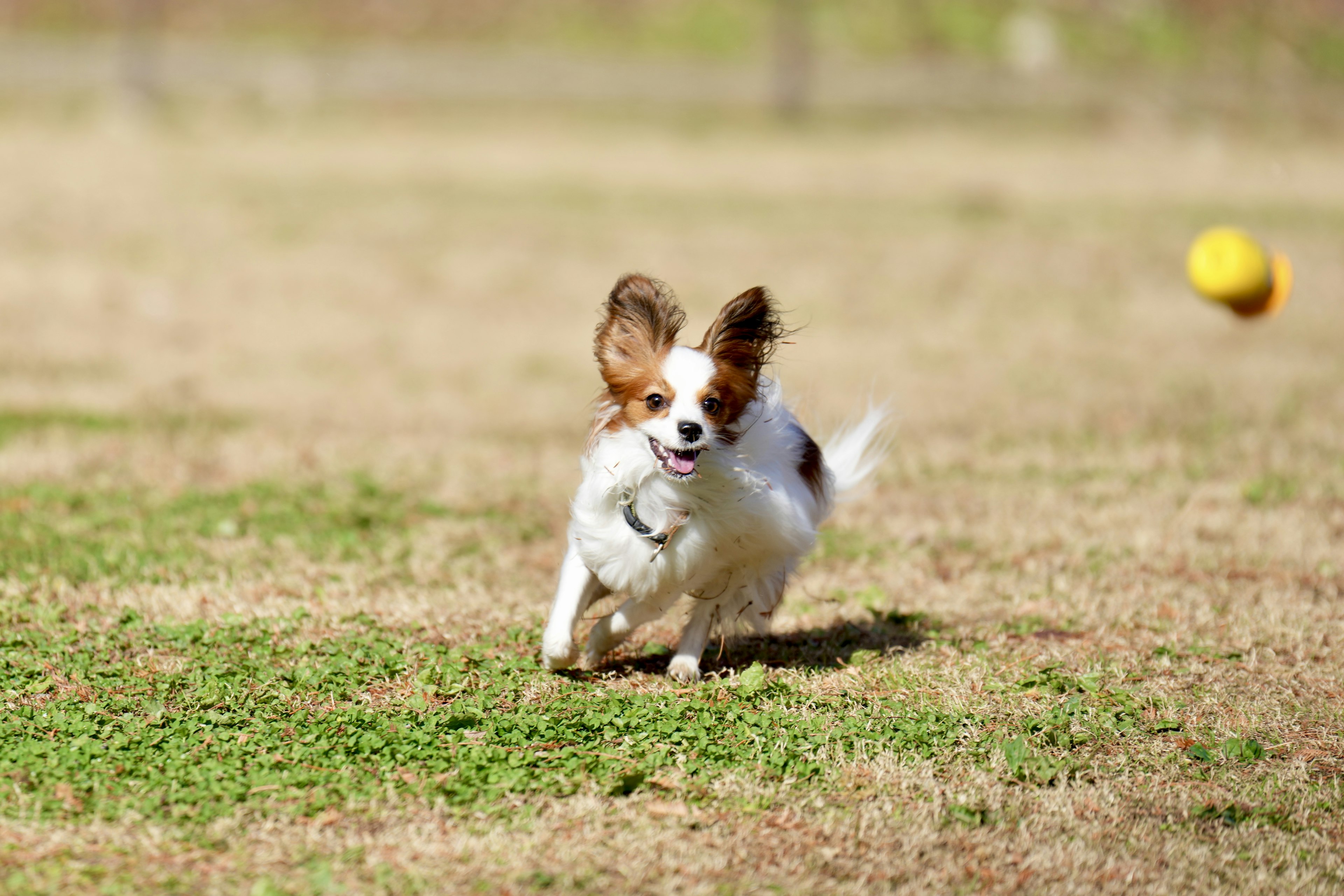 Seekor anjing berlari dengan gembira di atas rumput dengan bola di latar belakang