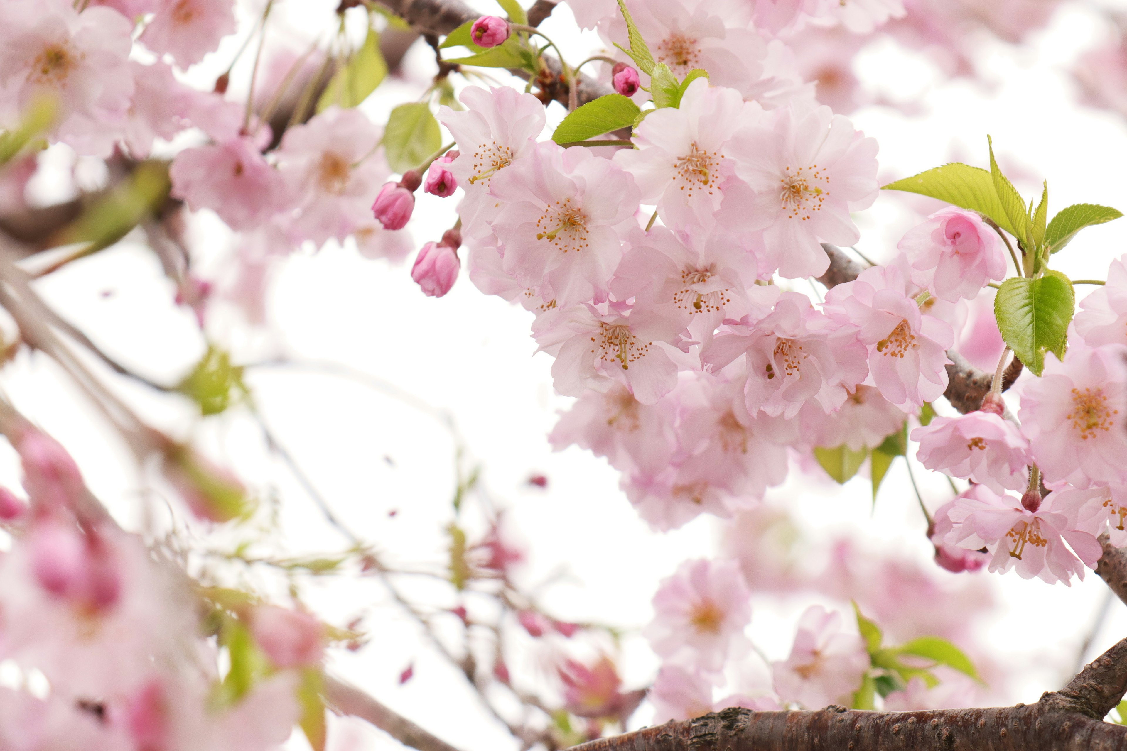 Kedekatan bunga sakura di cabang