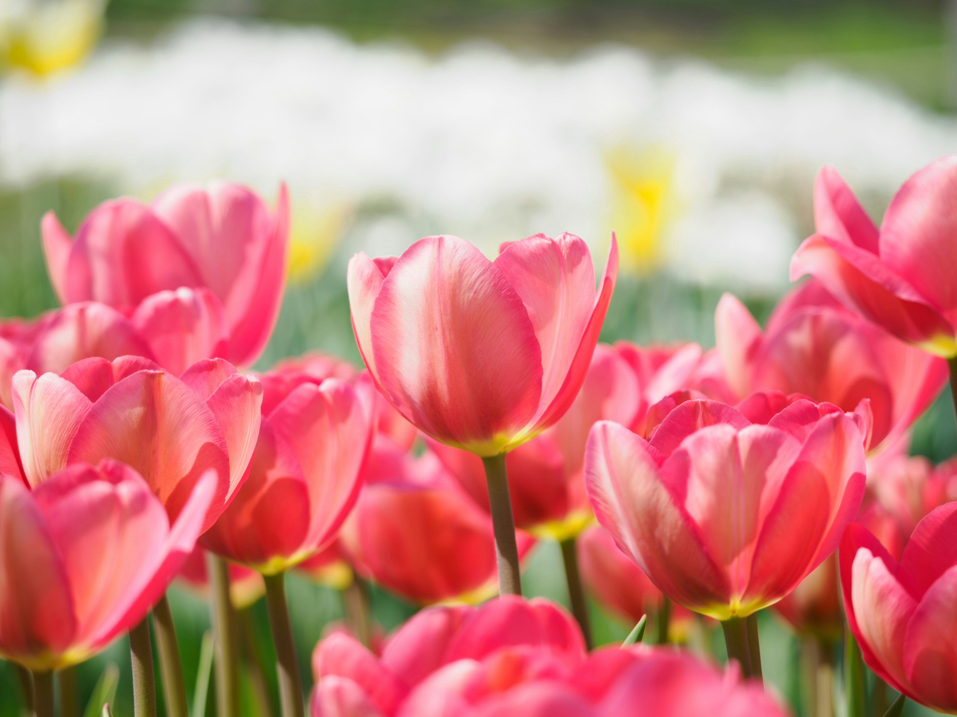 Acercamiento de tulipanes rosados en flor en un jardín