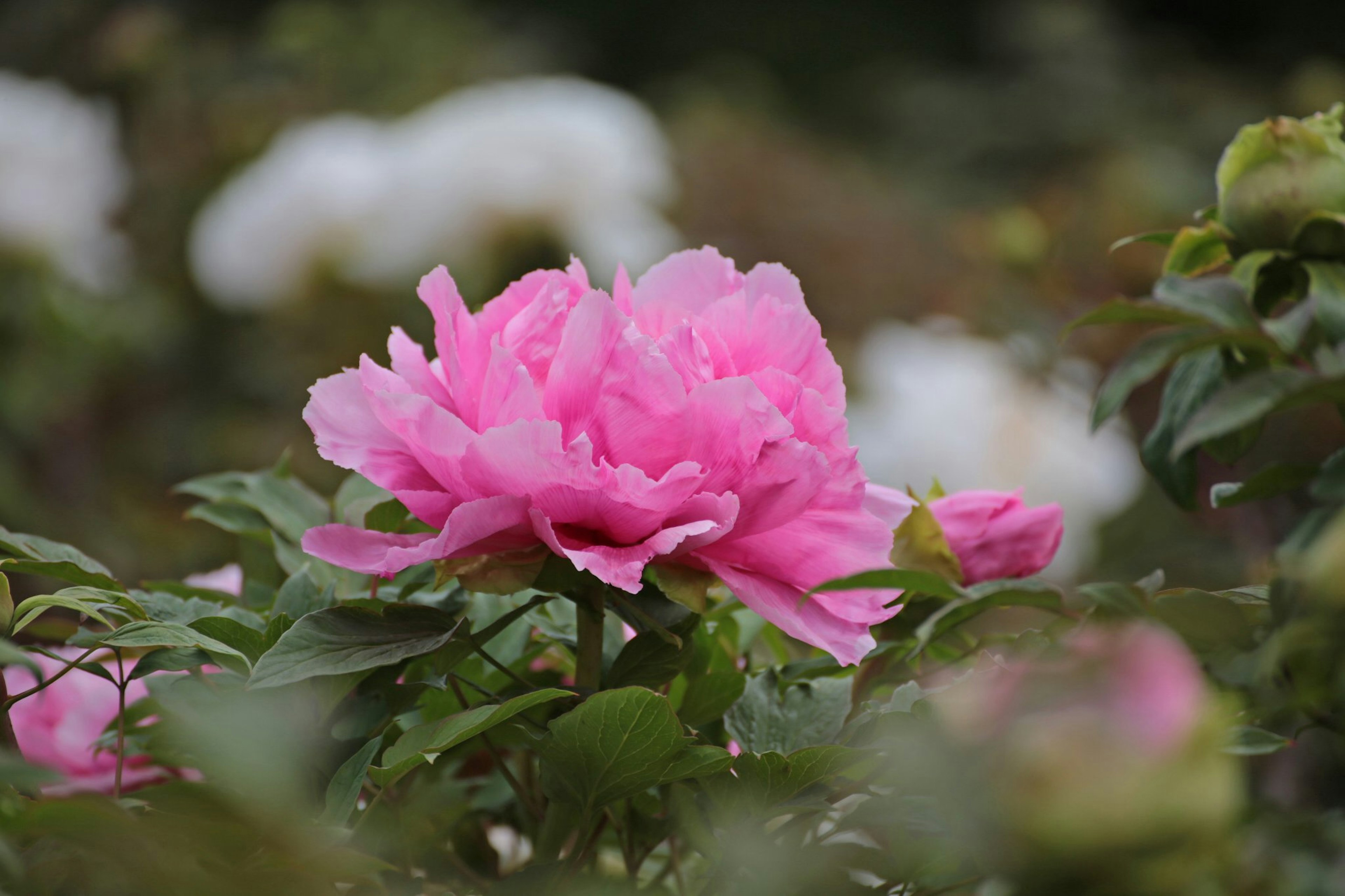 Pink peony flower with green leaves