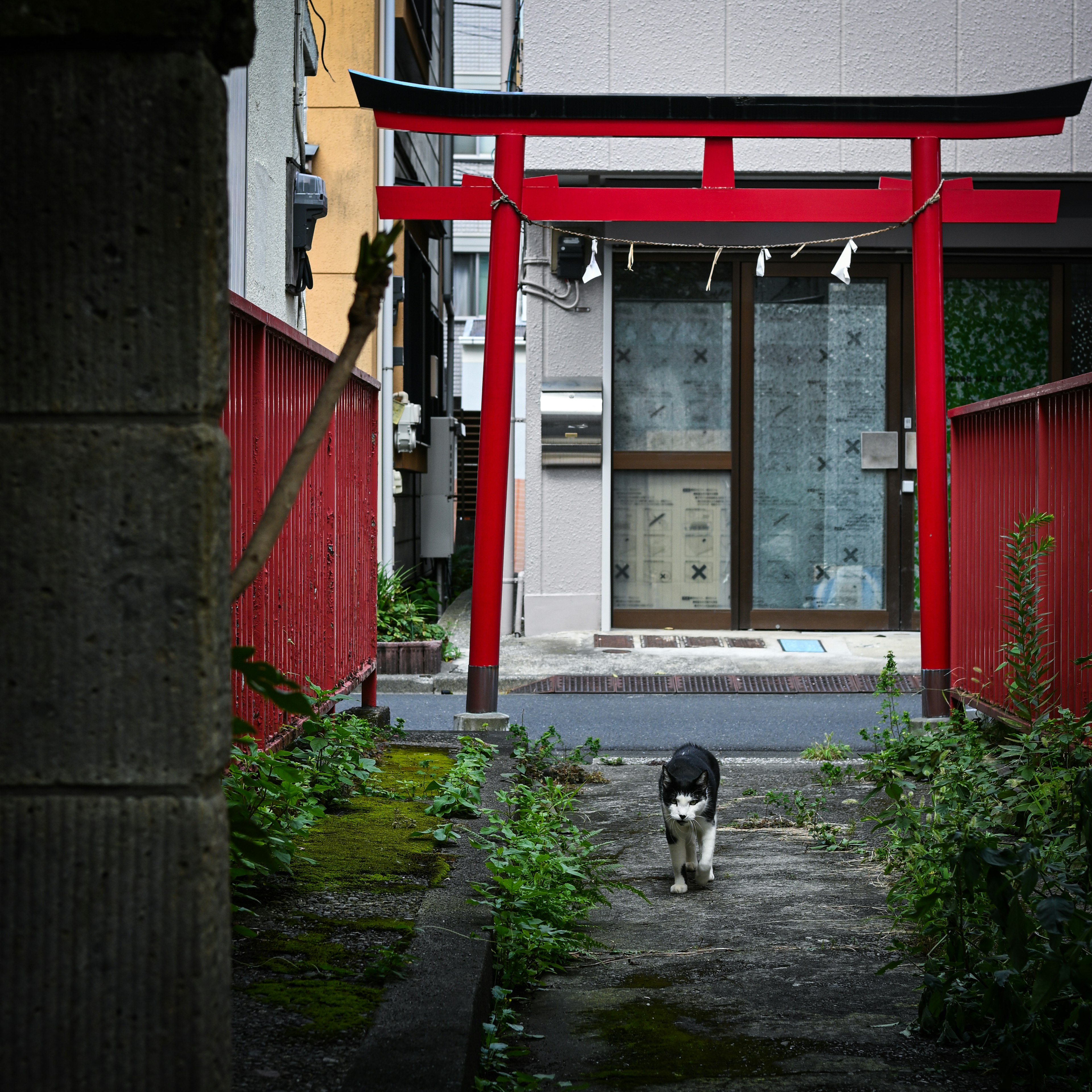 Eine Katze, die vor einem roten Torii-Gate läuft