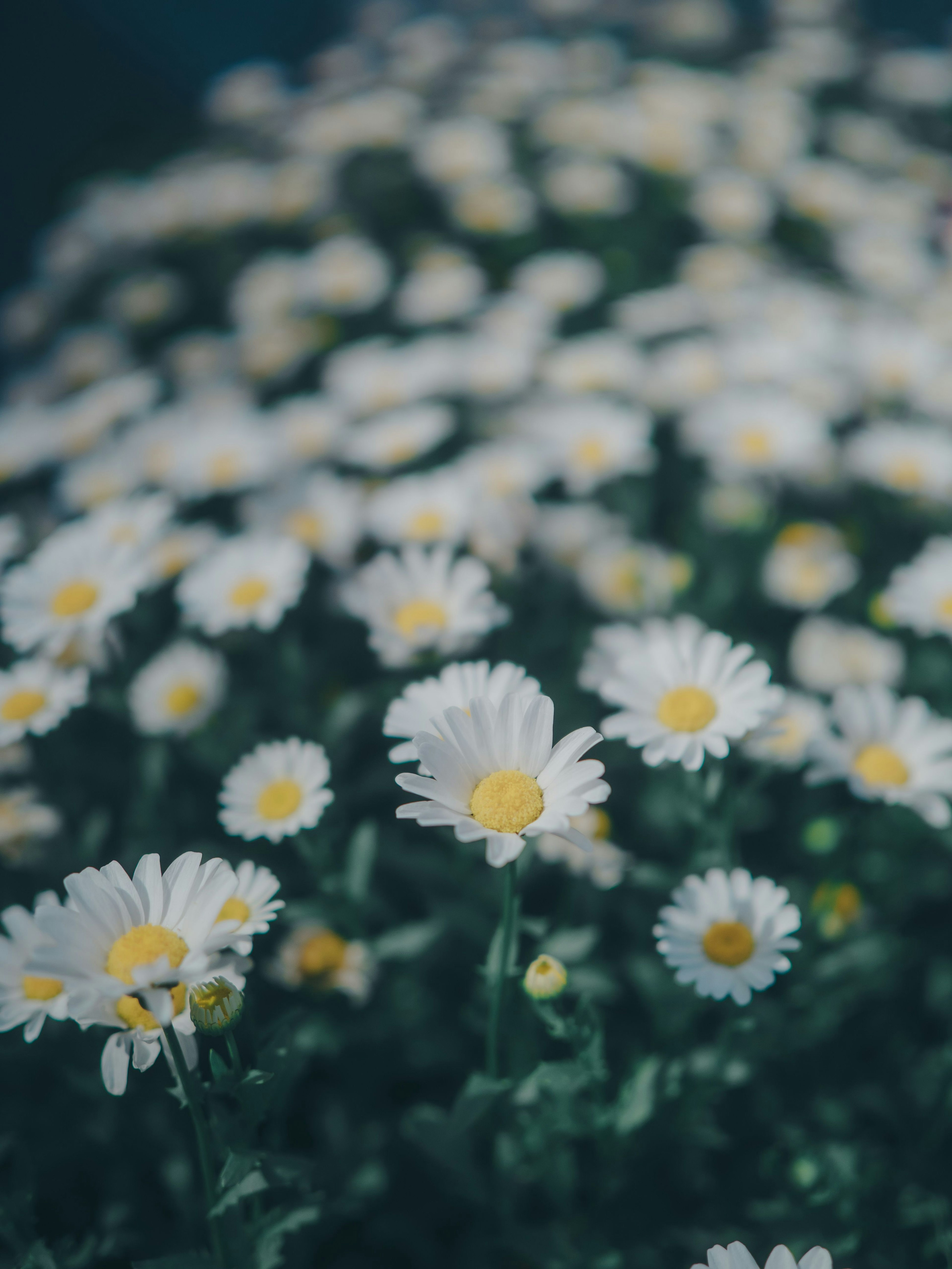 Un campo di margherite con petali bianchi e centri gialli che fioriscono abbondantemente