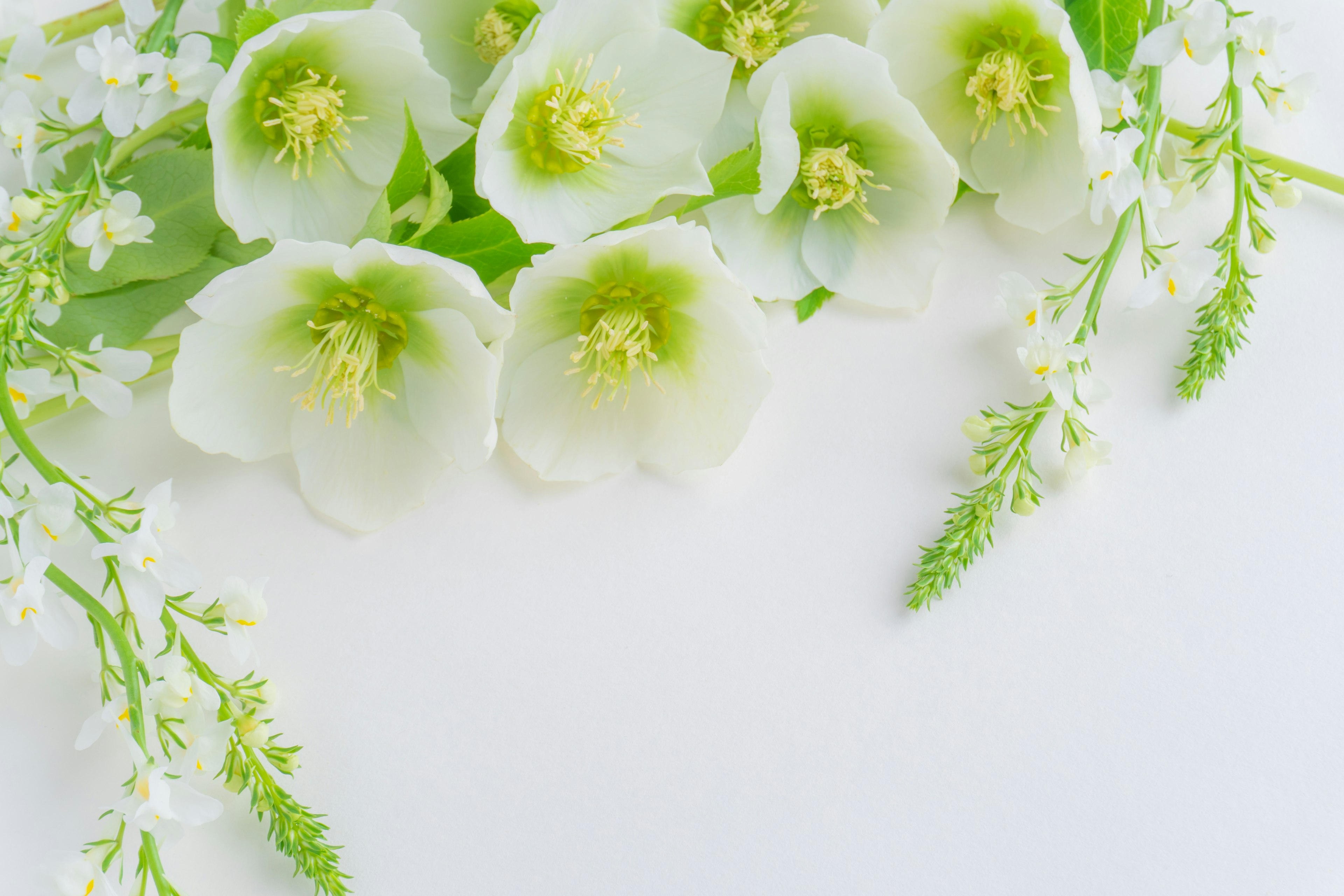 Delicate white flowers with green accents arranged elegantly