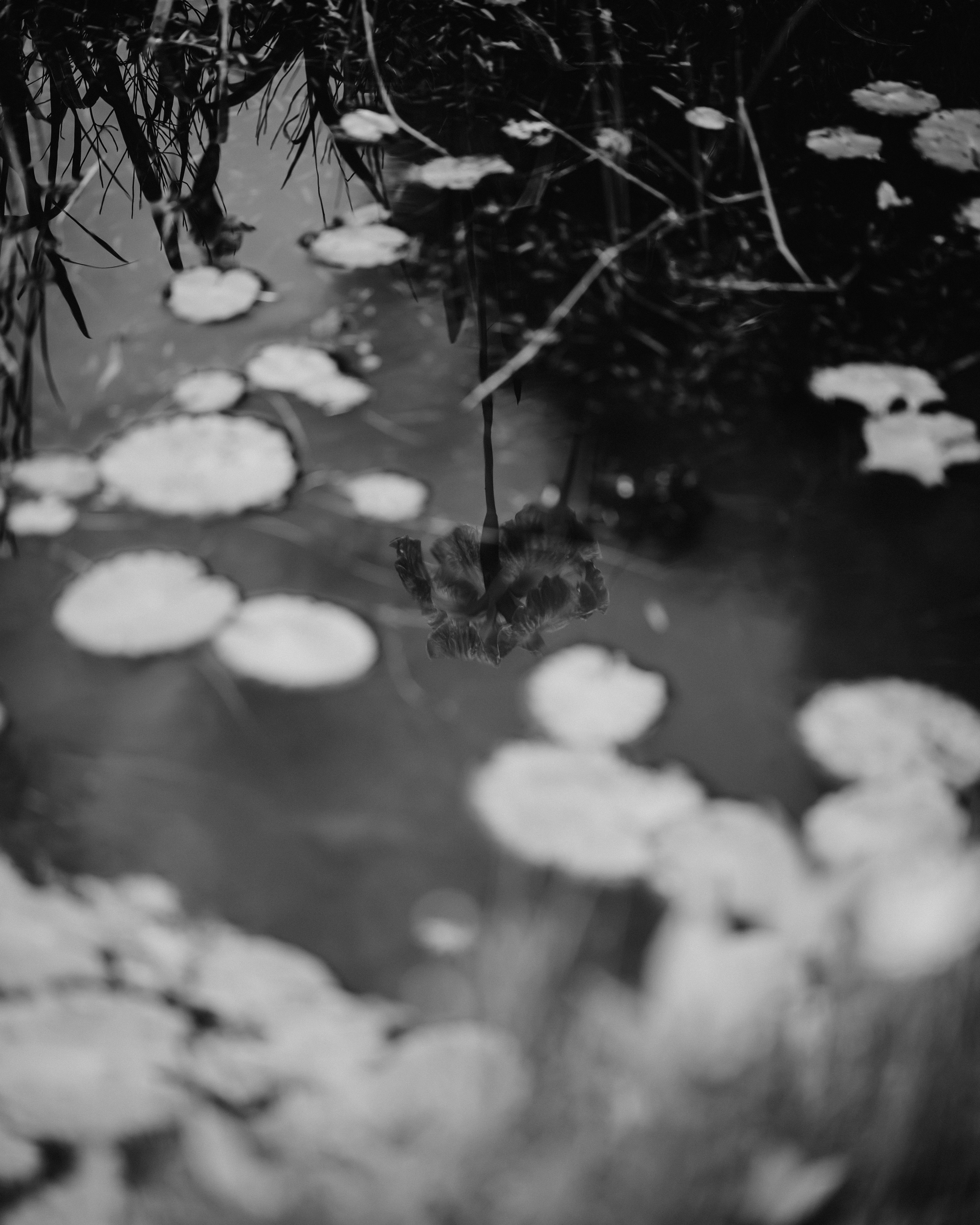 Lirios blancos flotando en el agua con reflejos de hierba circundante