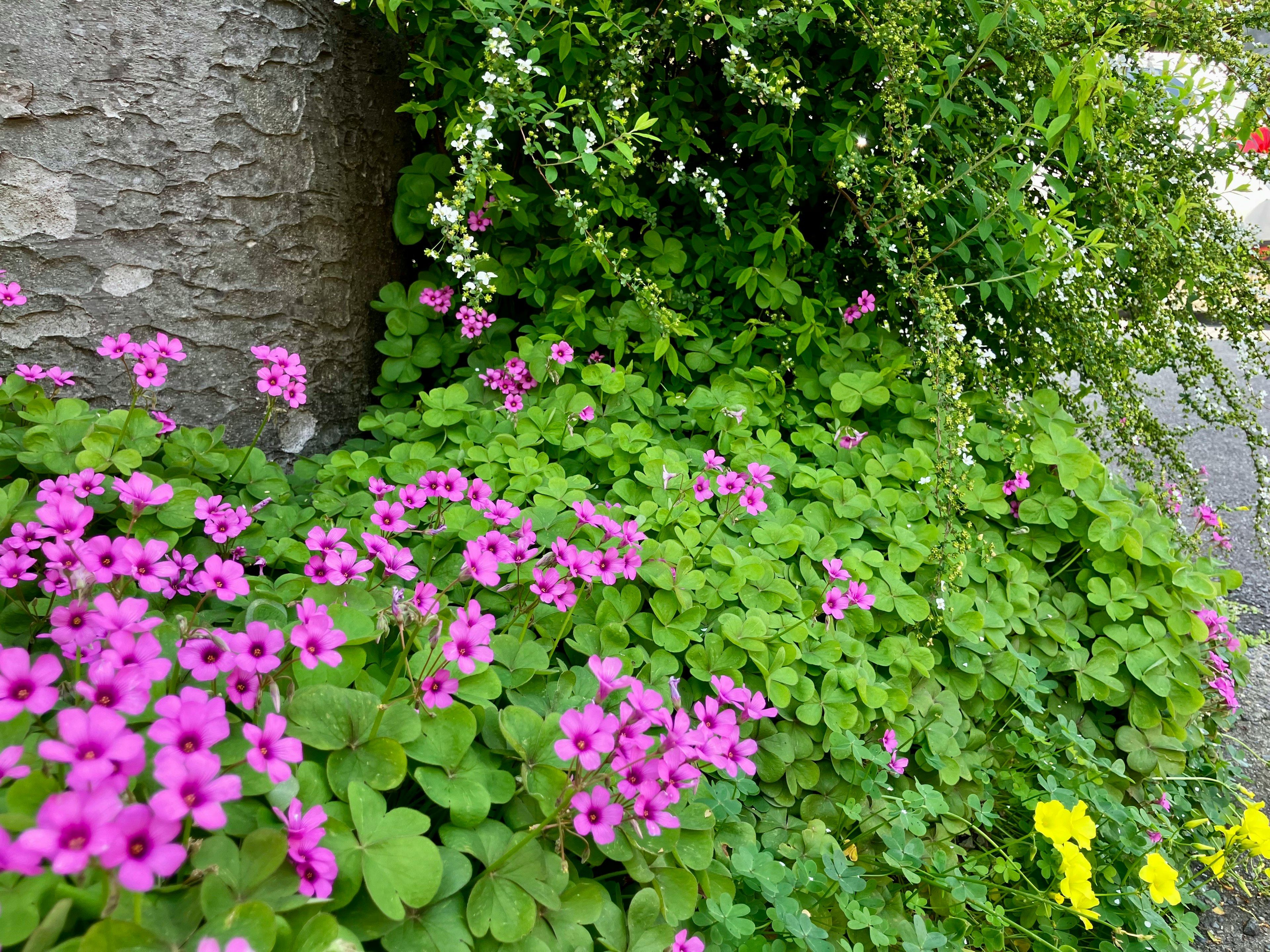 カラフルな花々が咲く緑の植物が石壁のそばに広がっている