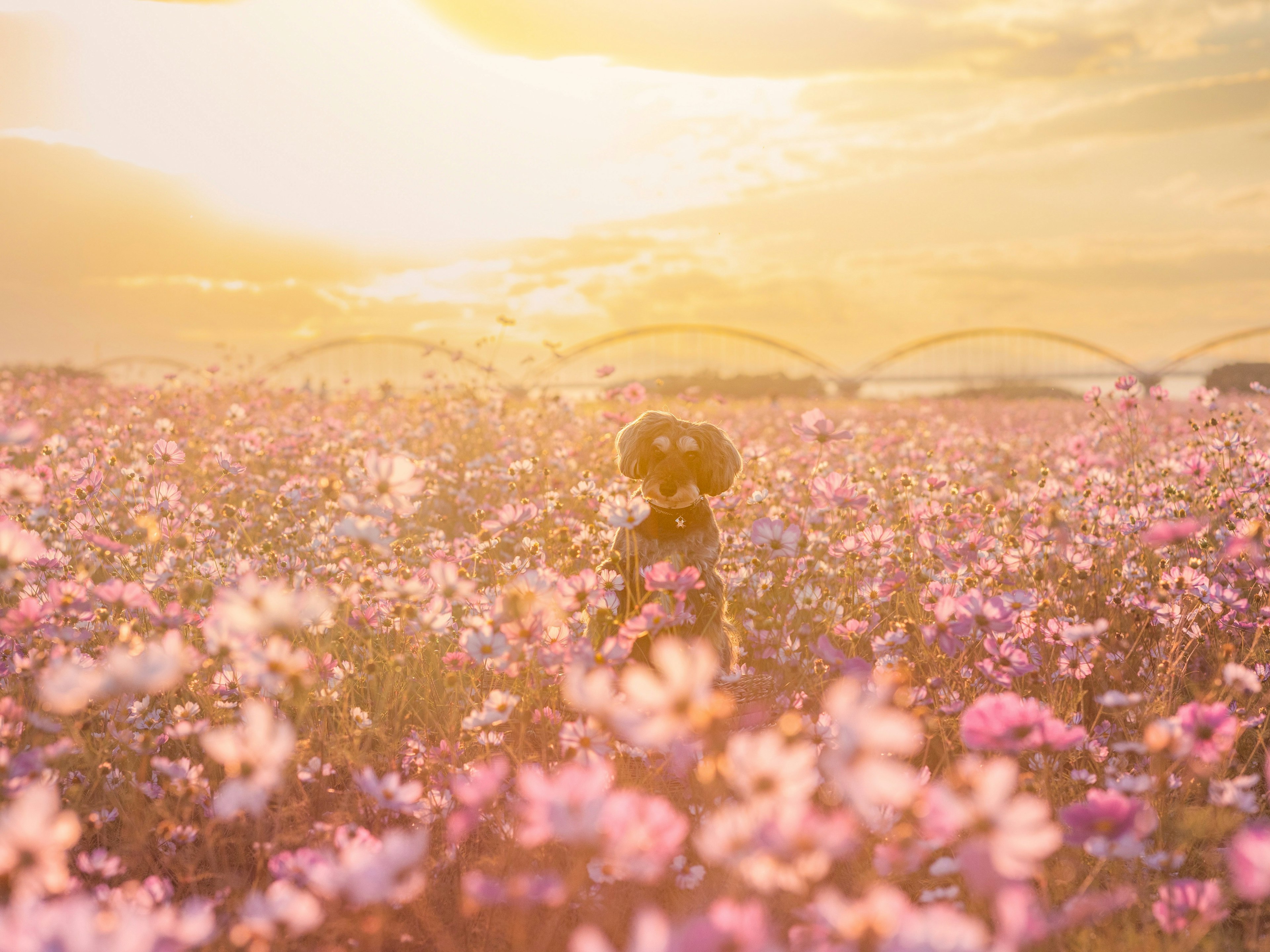 Hund in einem Blumenfeld bei Sonnenuntergang