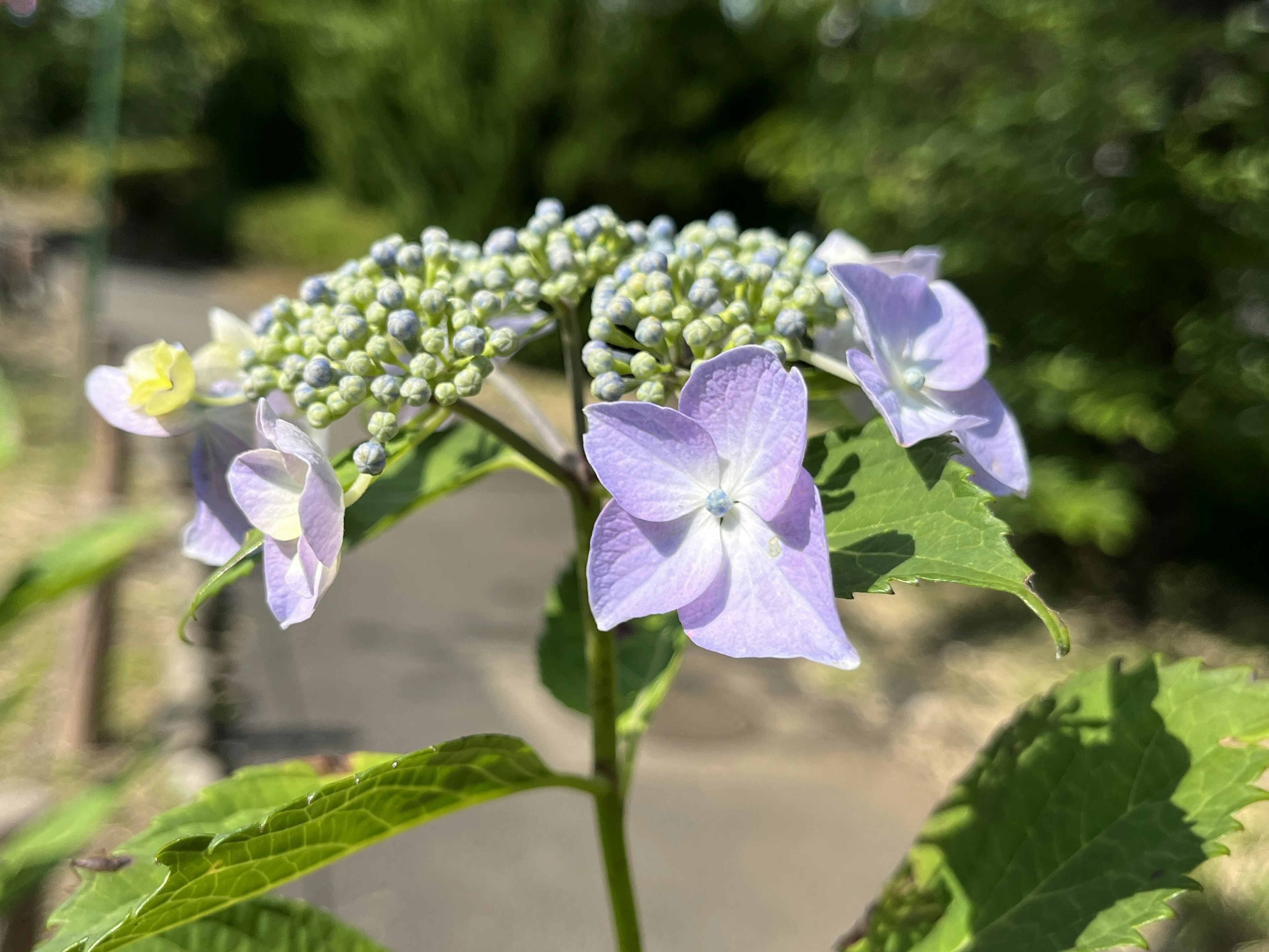 Primo piano di una pianta con fiori viola e foglie verdi