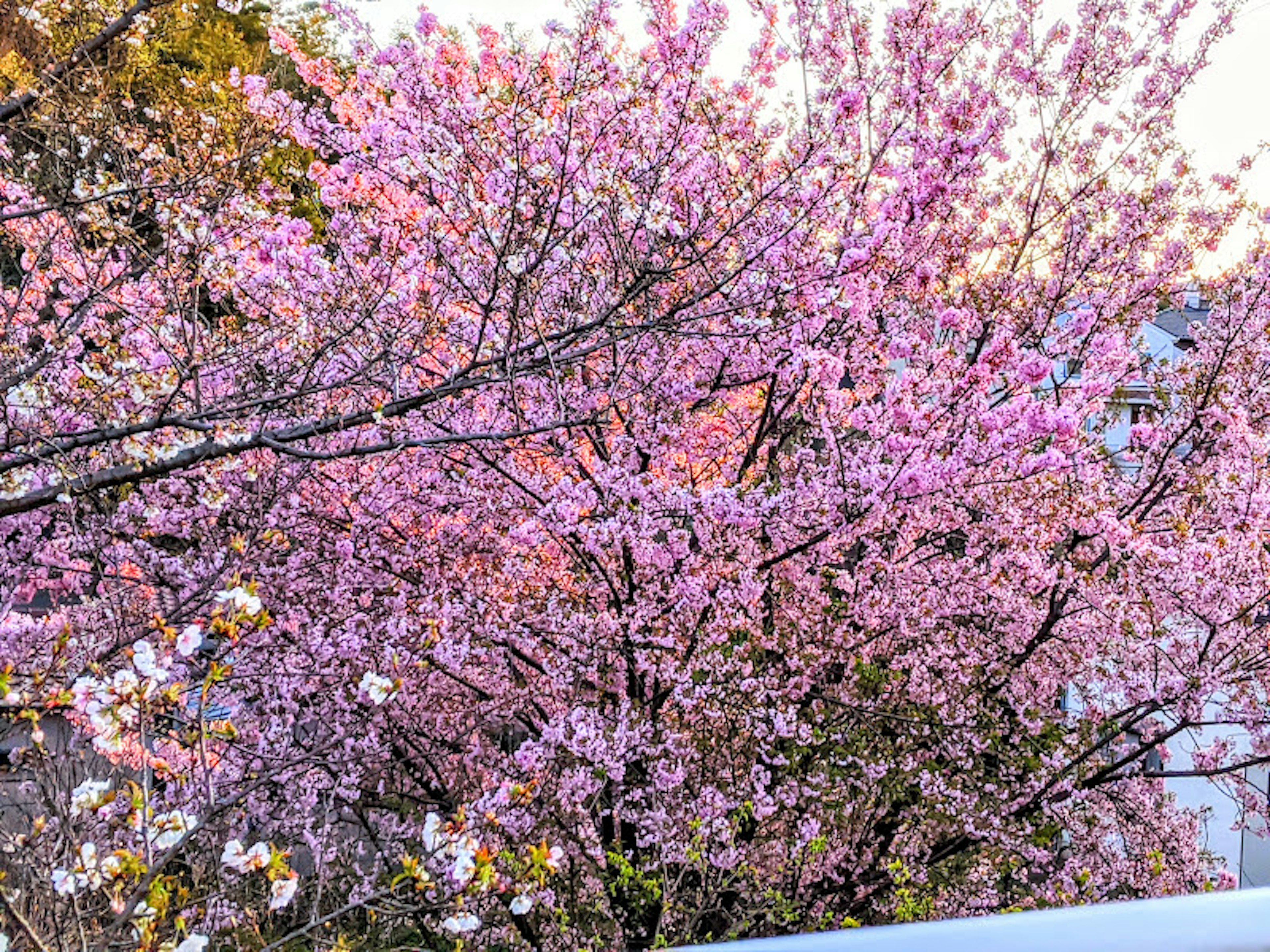 Hermosa escena de árboles de cerezo en plena floración