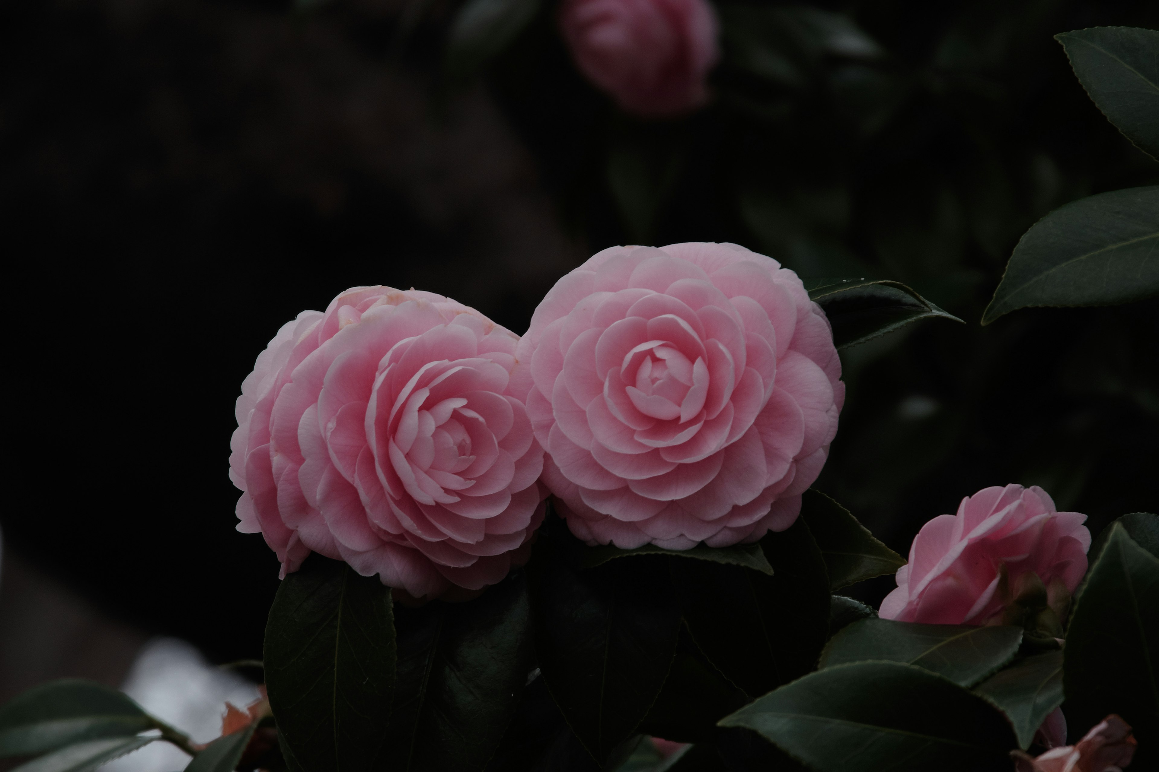 ピンクのカメリアの花が緑の葉の背景に寄り添っている