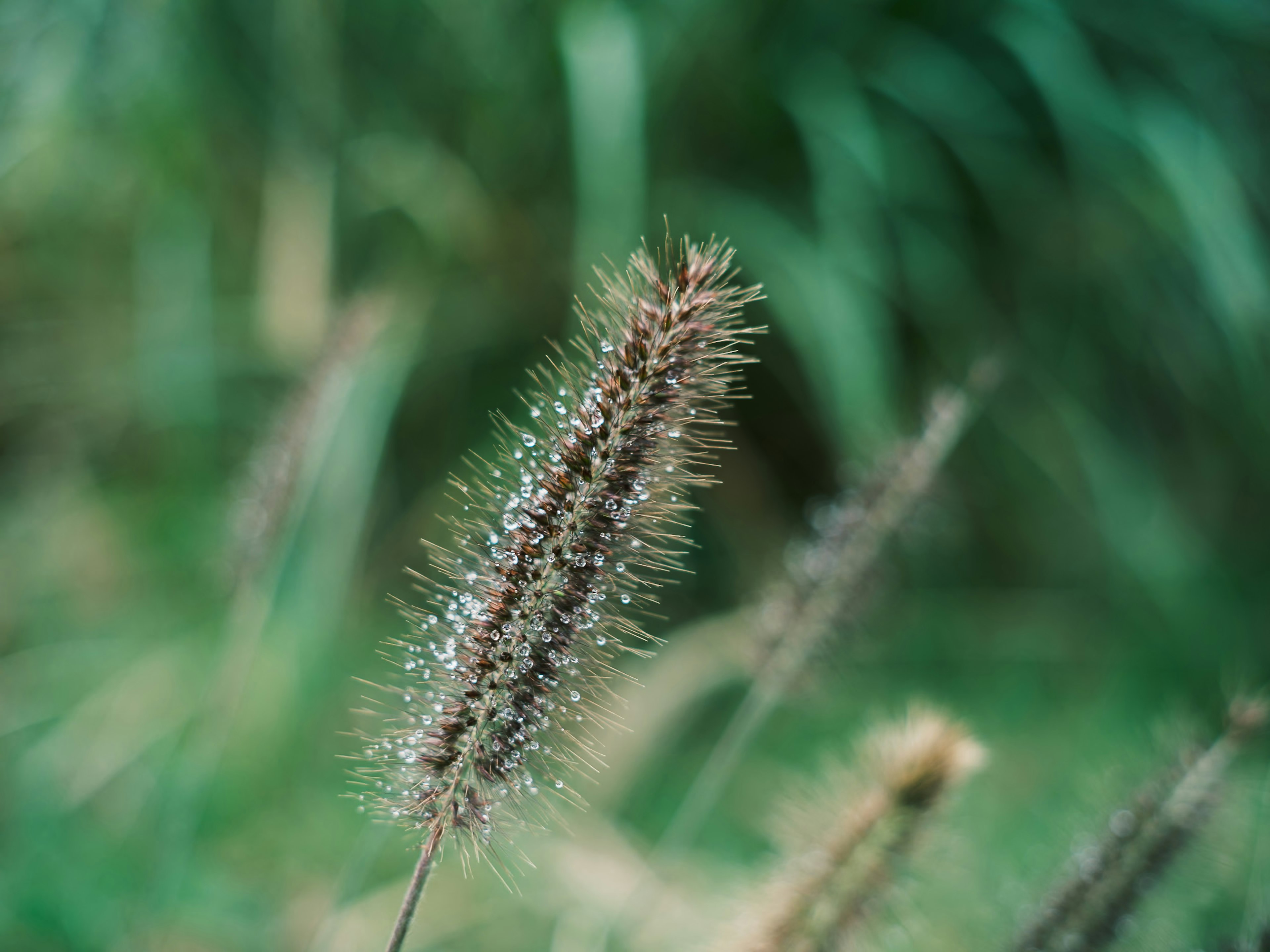 Kedekatan spike rumput dengan latar belakang hijau