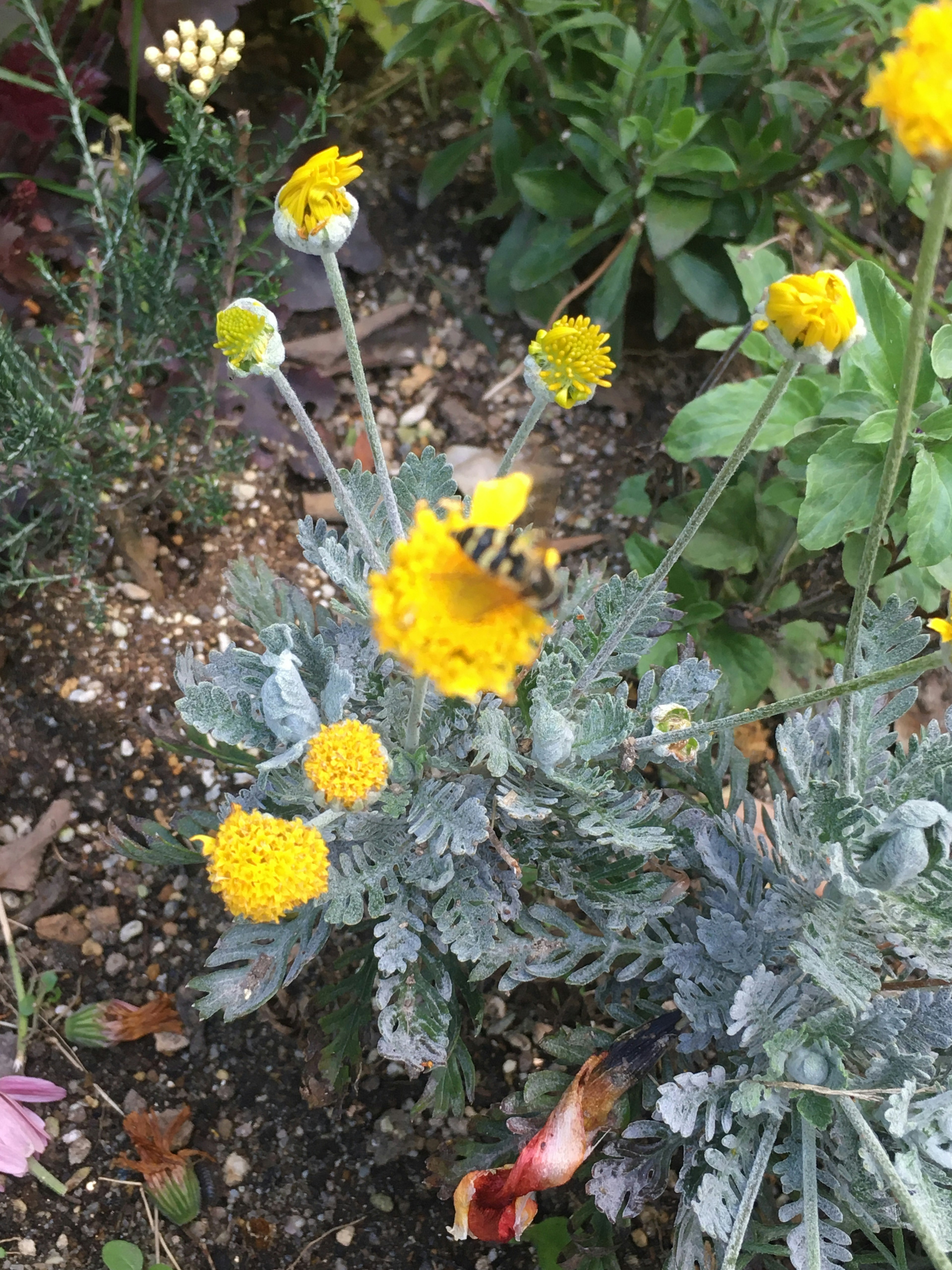 黄色い花と緑の葉を持つ植物にとまる蝶