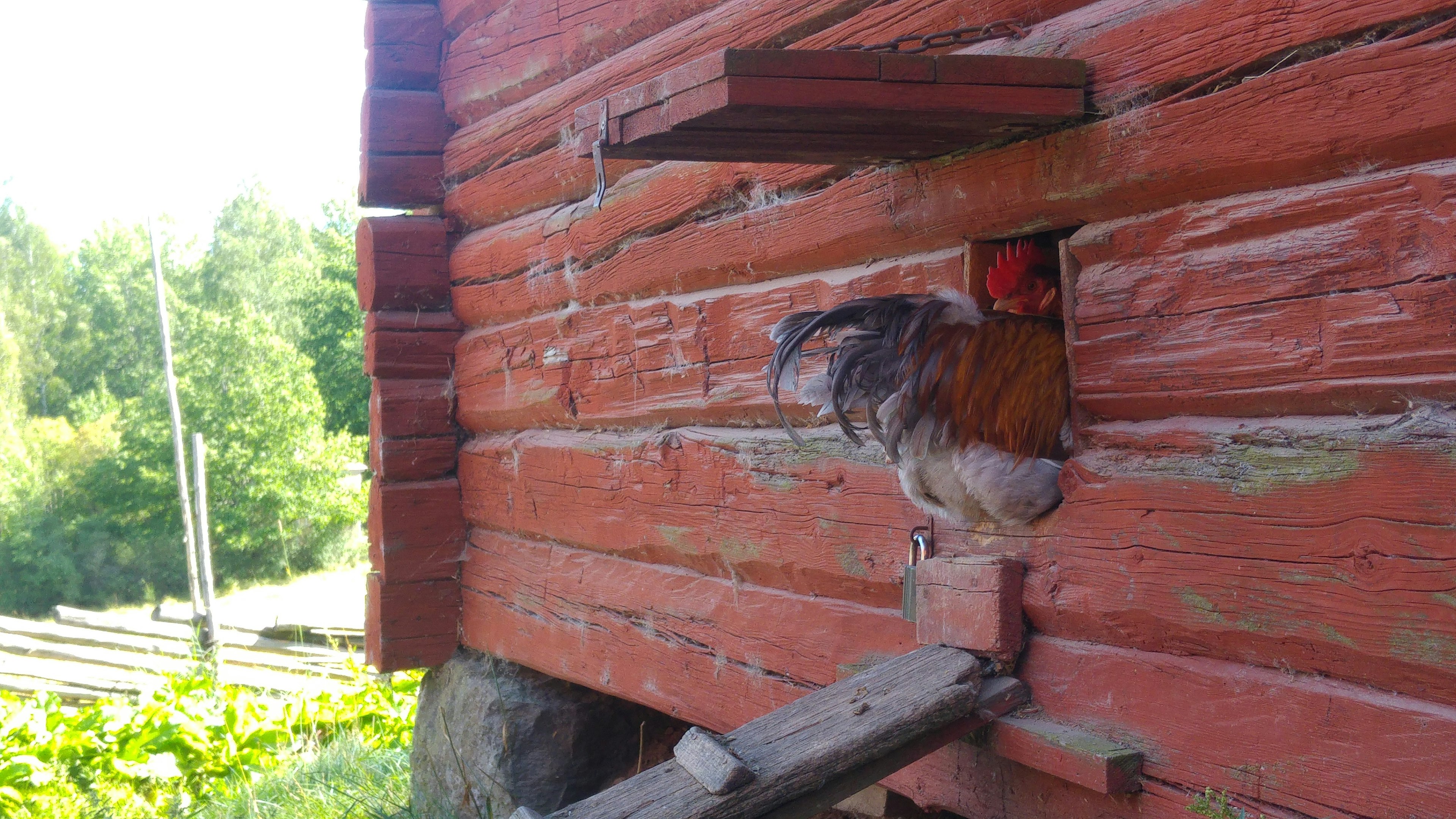 Ein Hahn, der aus einem roten Holzschuppen schaut