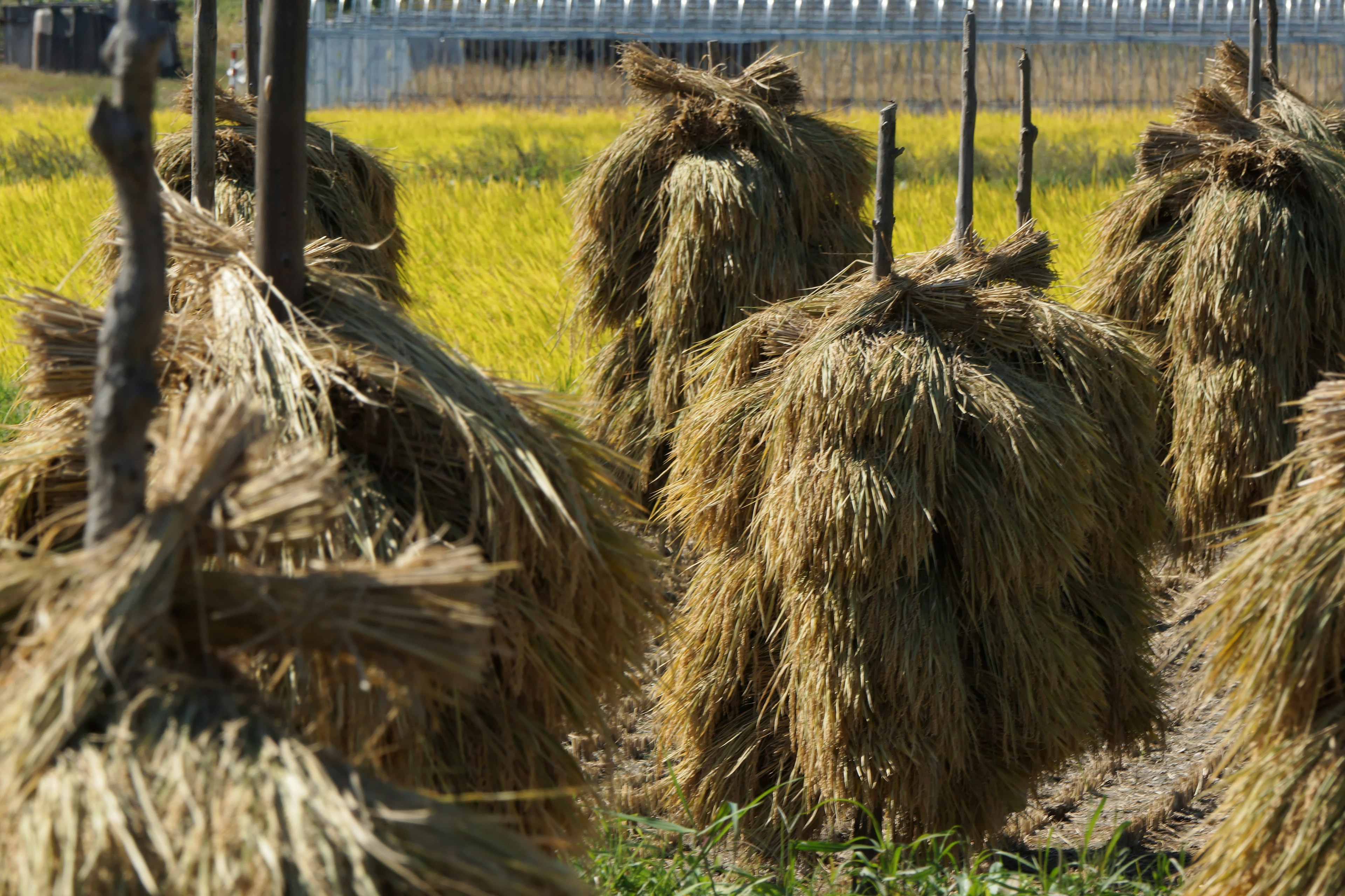 Field of harvested rice straw bundles with a backdrop of golden rice plants