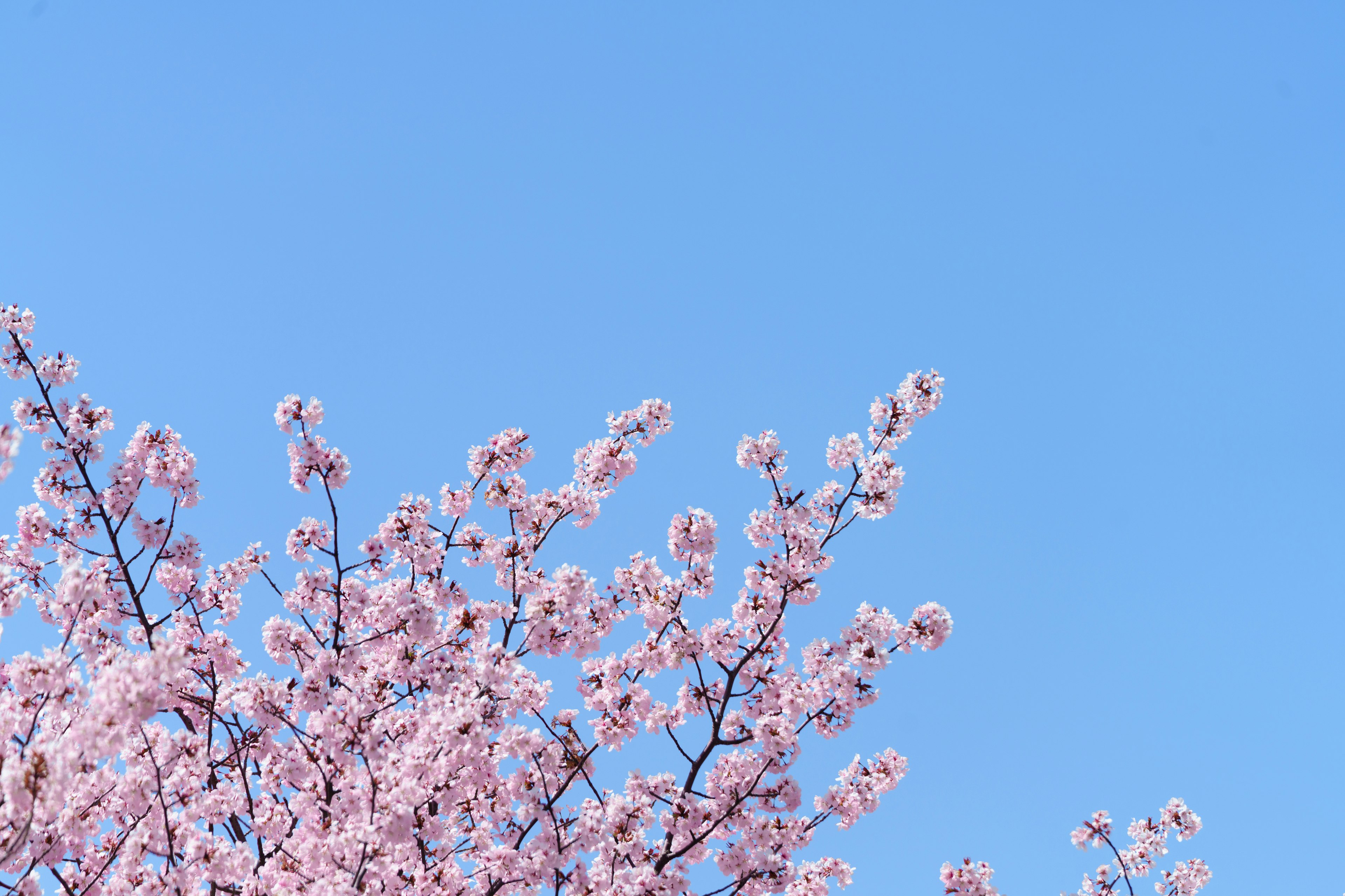 Cherry blossom branches blooming against a clear blue sky