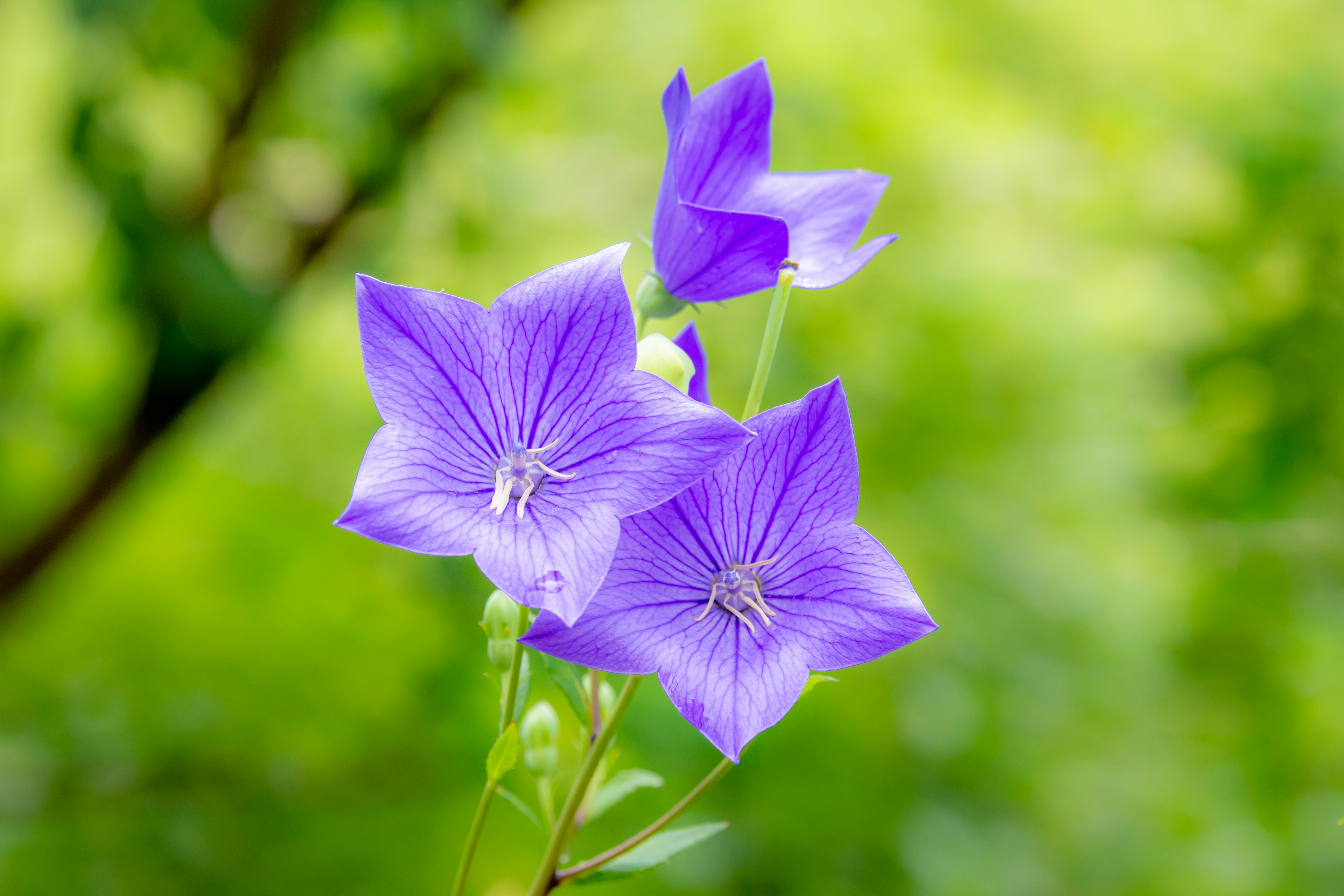 Beautiful purple flowers blooming against a green background