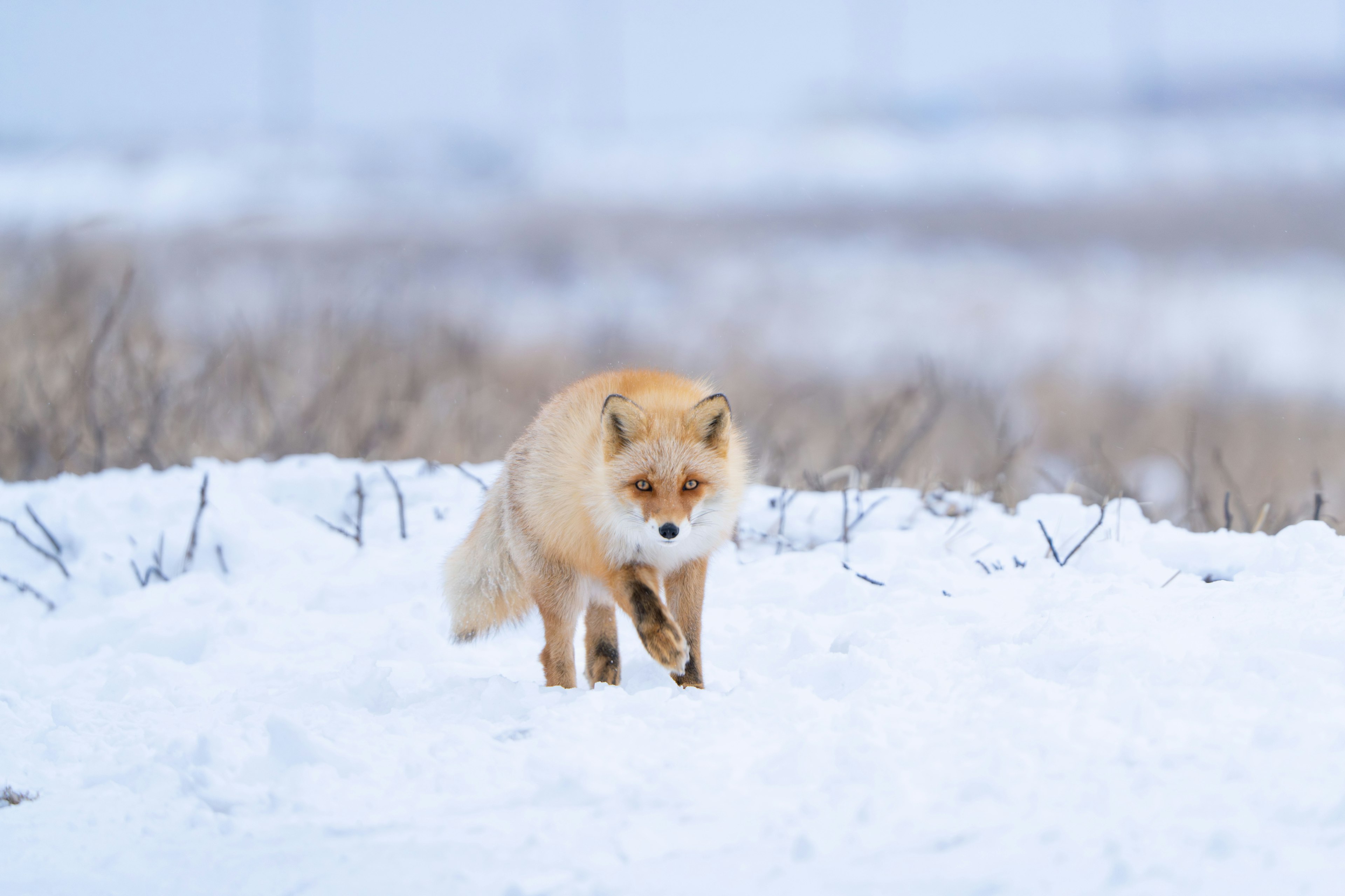 Oranger Fuchs, der über eine verschneite Landschaft läuft