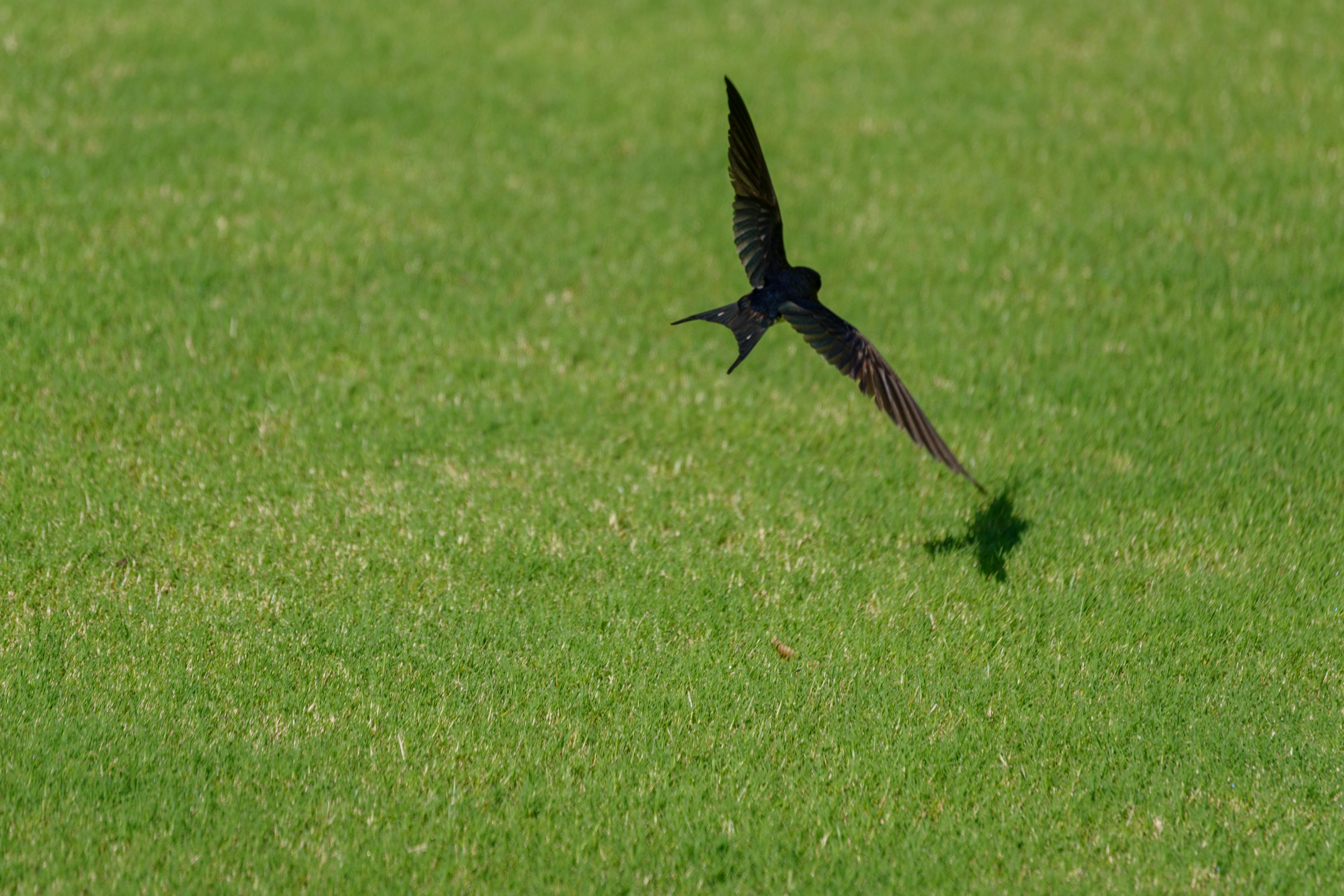 Silueta de un pájaro negro volando sobre hierba verde