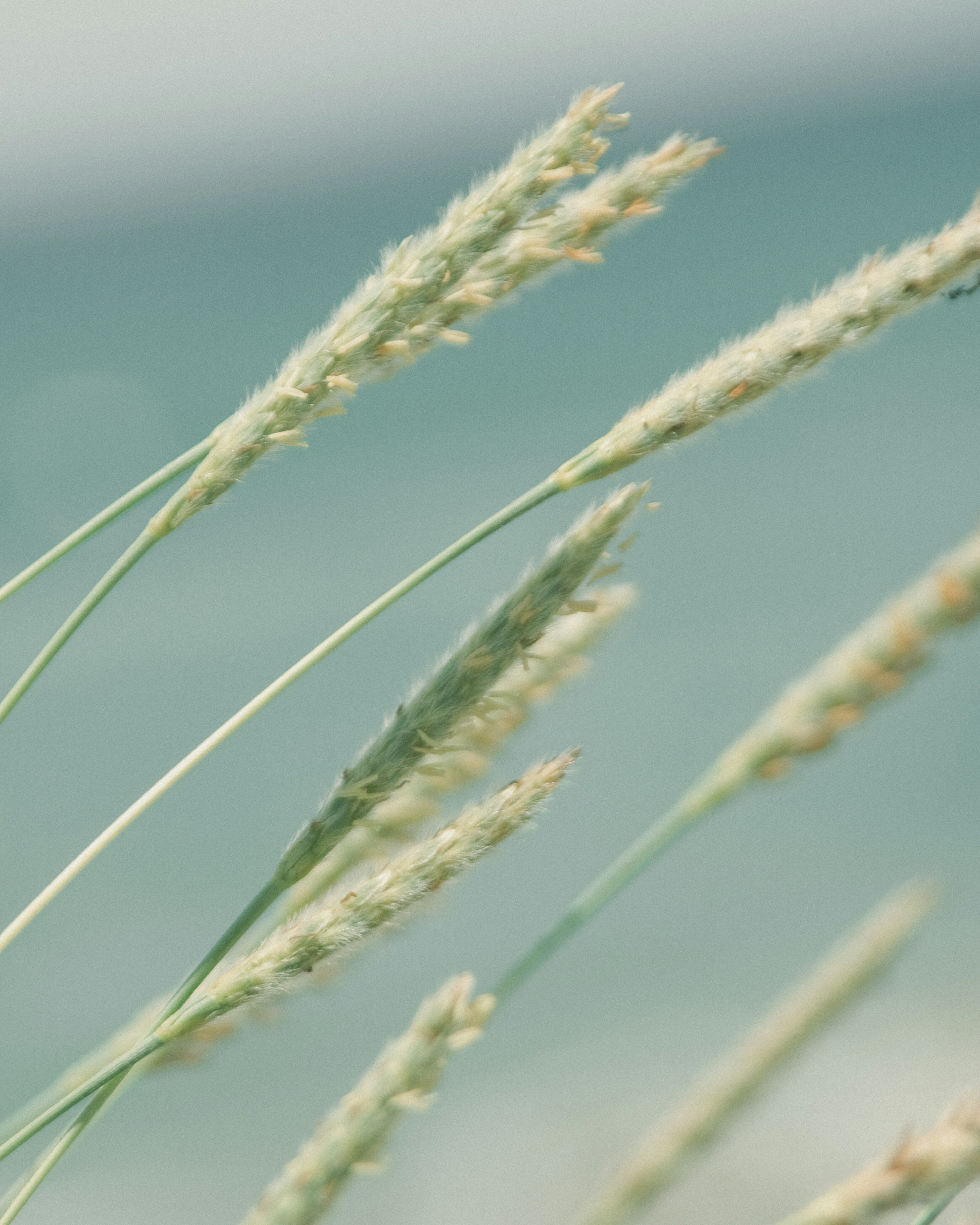 穂が風に揺れる草のクローズアップ海の背景