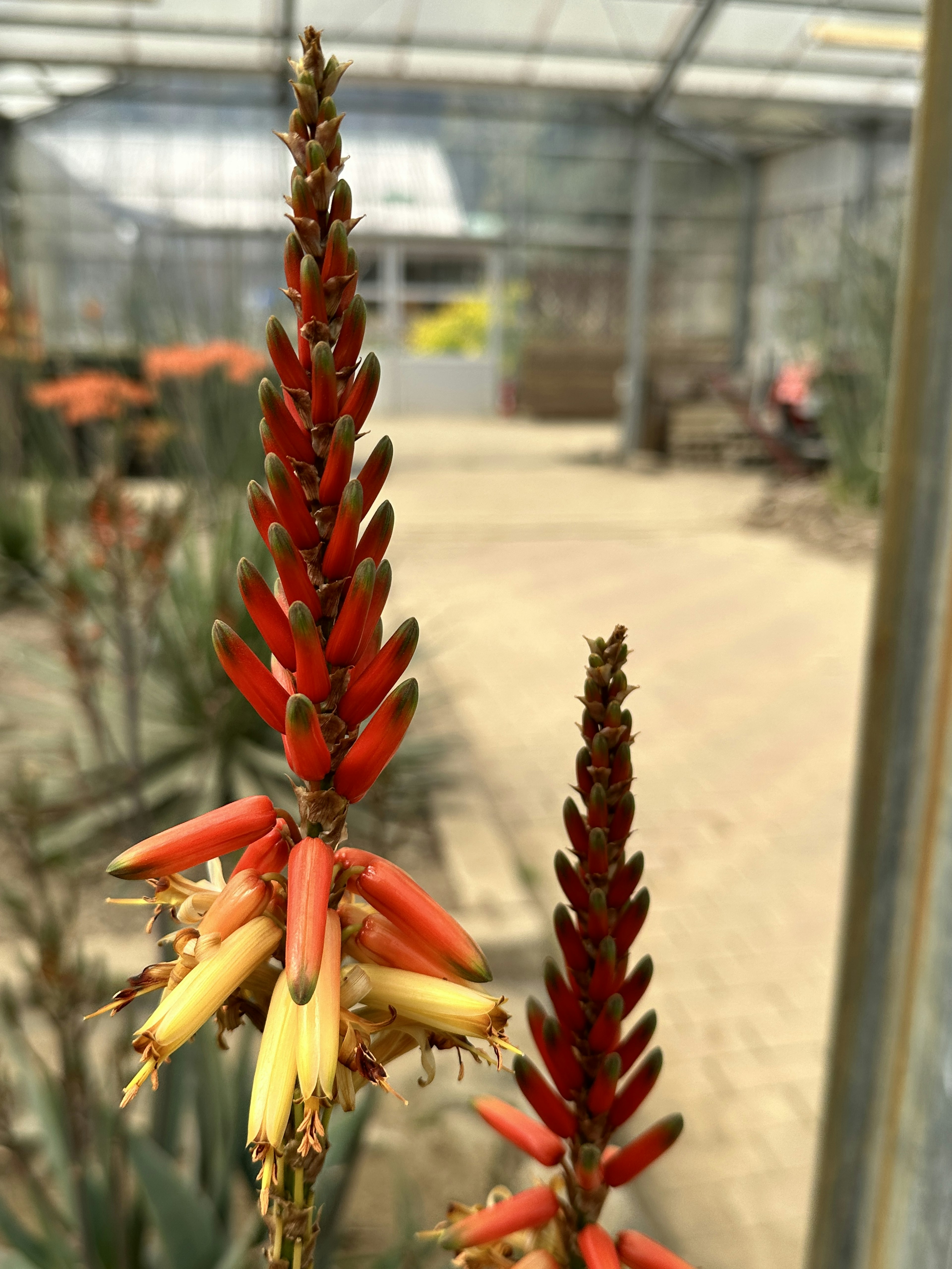 Planta de aloe con flores rojas y amarillas vibrantes en un invernadero