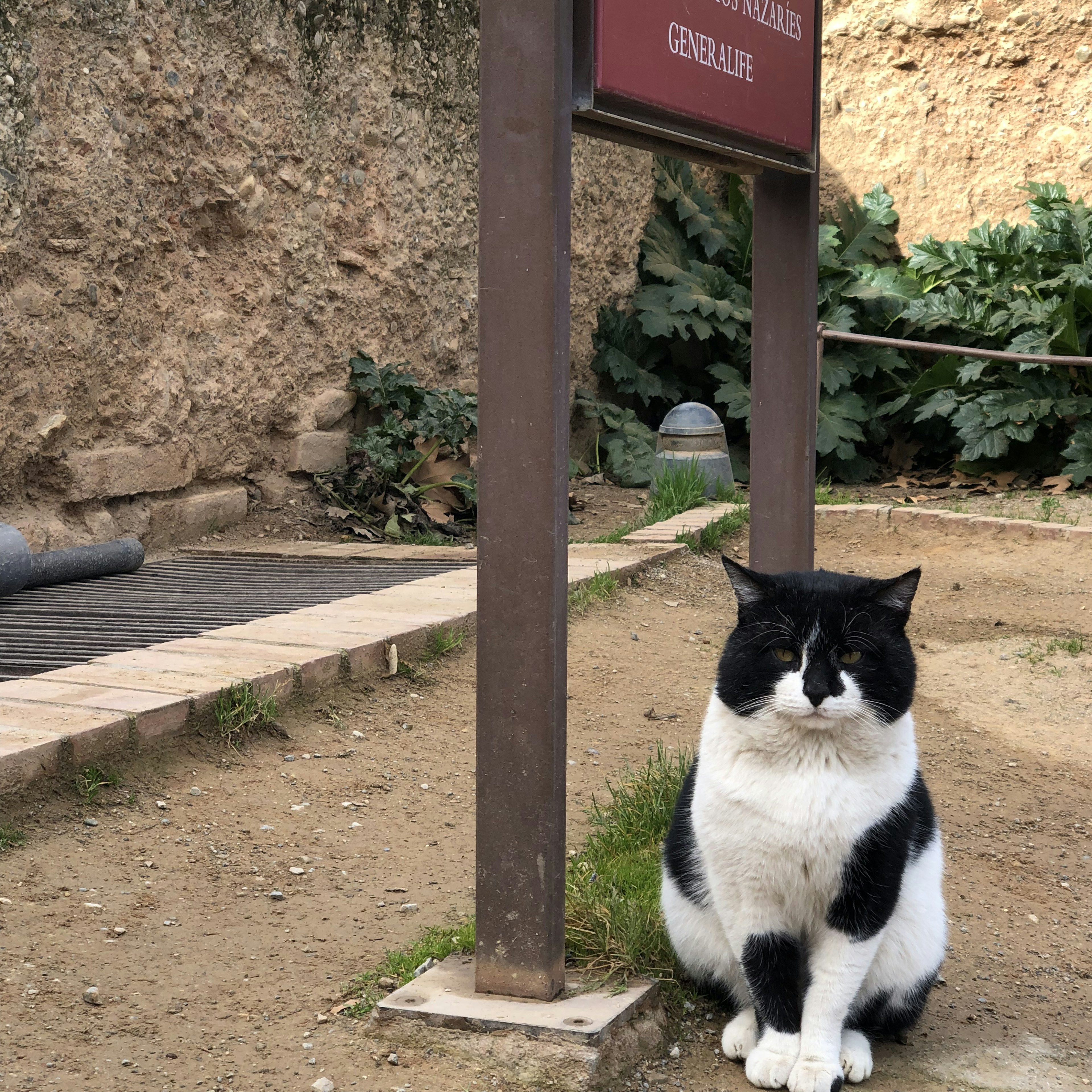 Gato negro y blanco sentado frente a un letrero