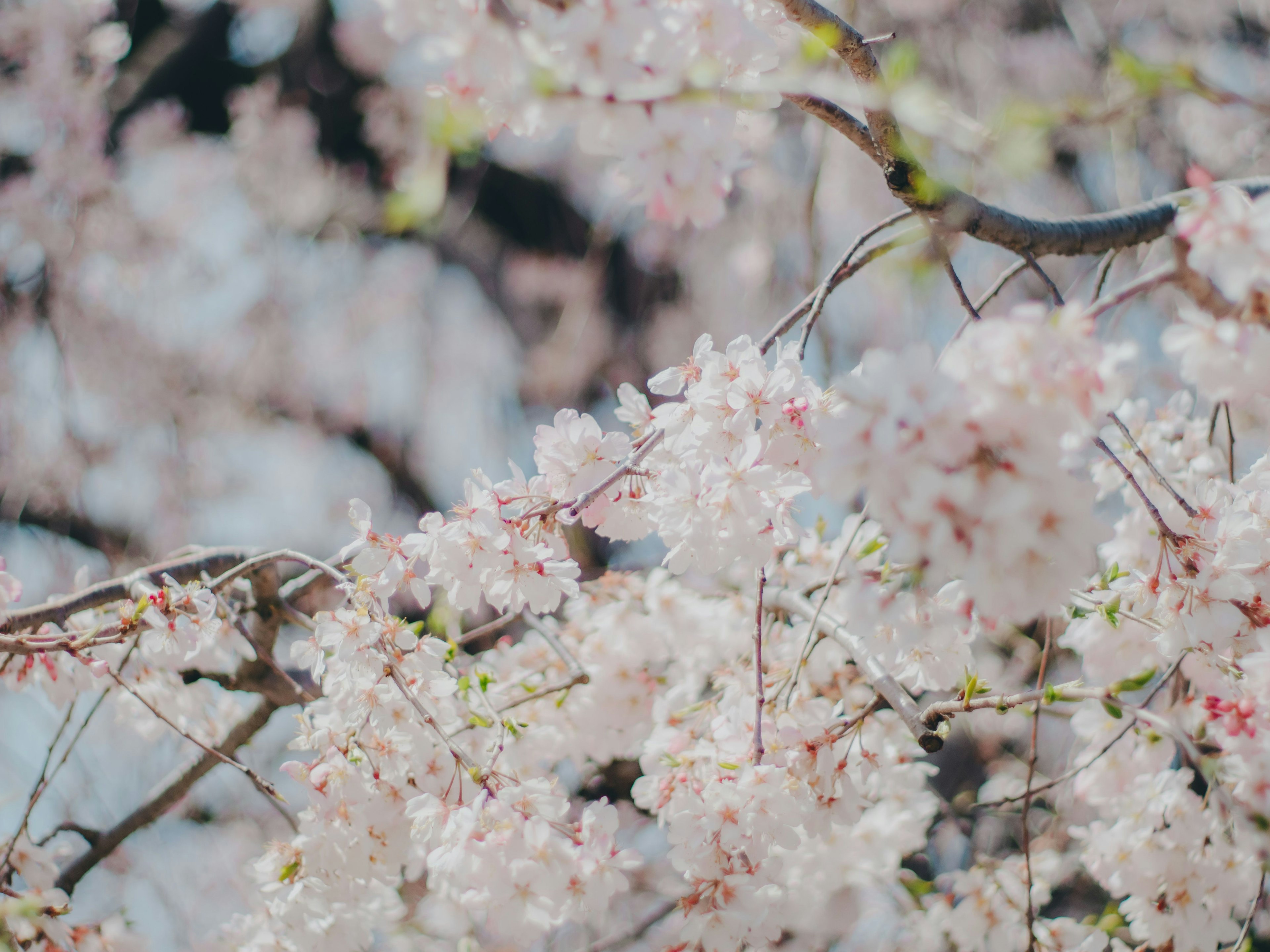 桜の花が咲いている枝のクローズアップ