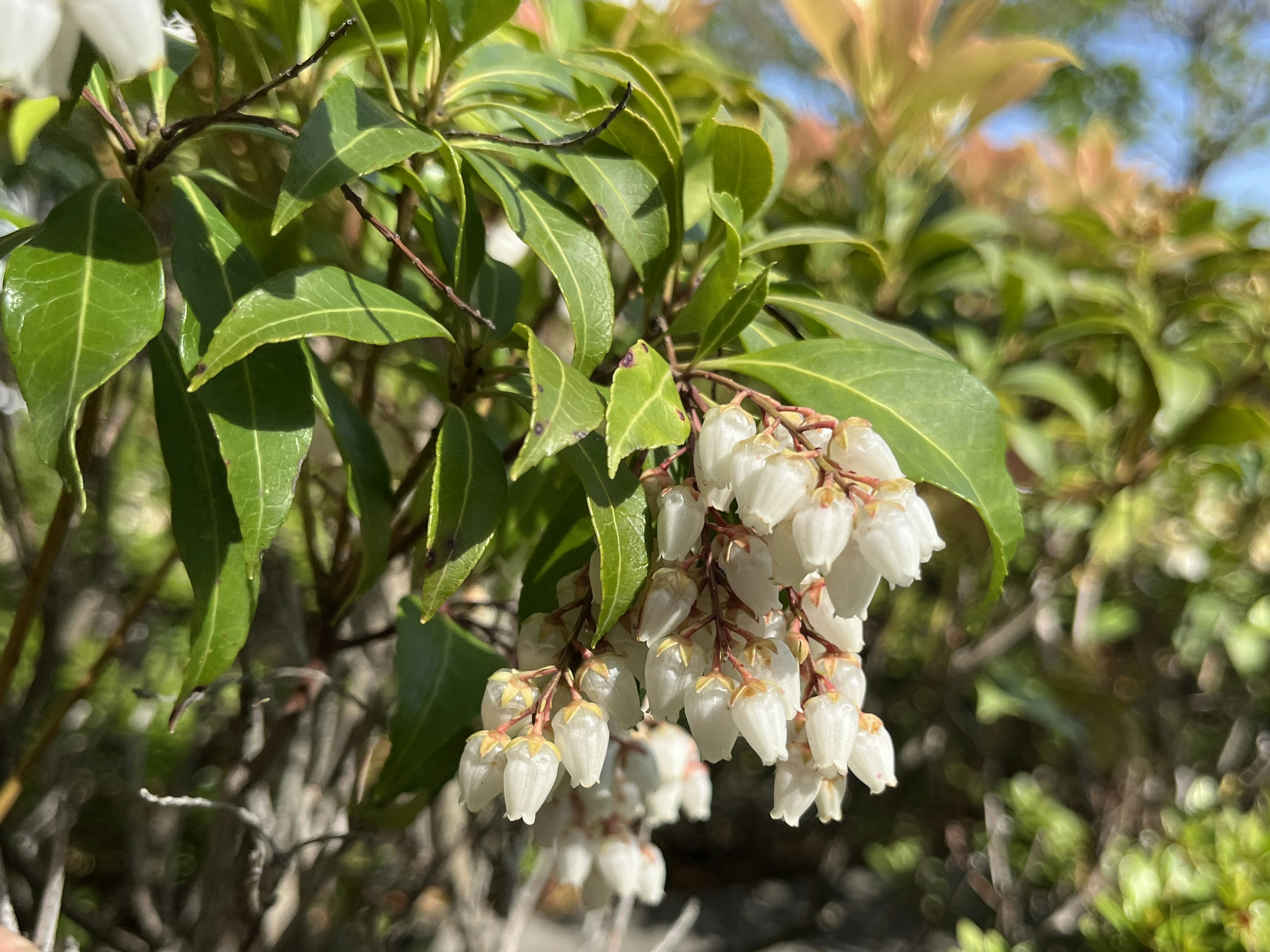 Primo piano di un ramo di pianta con fiori bianchi