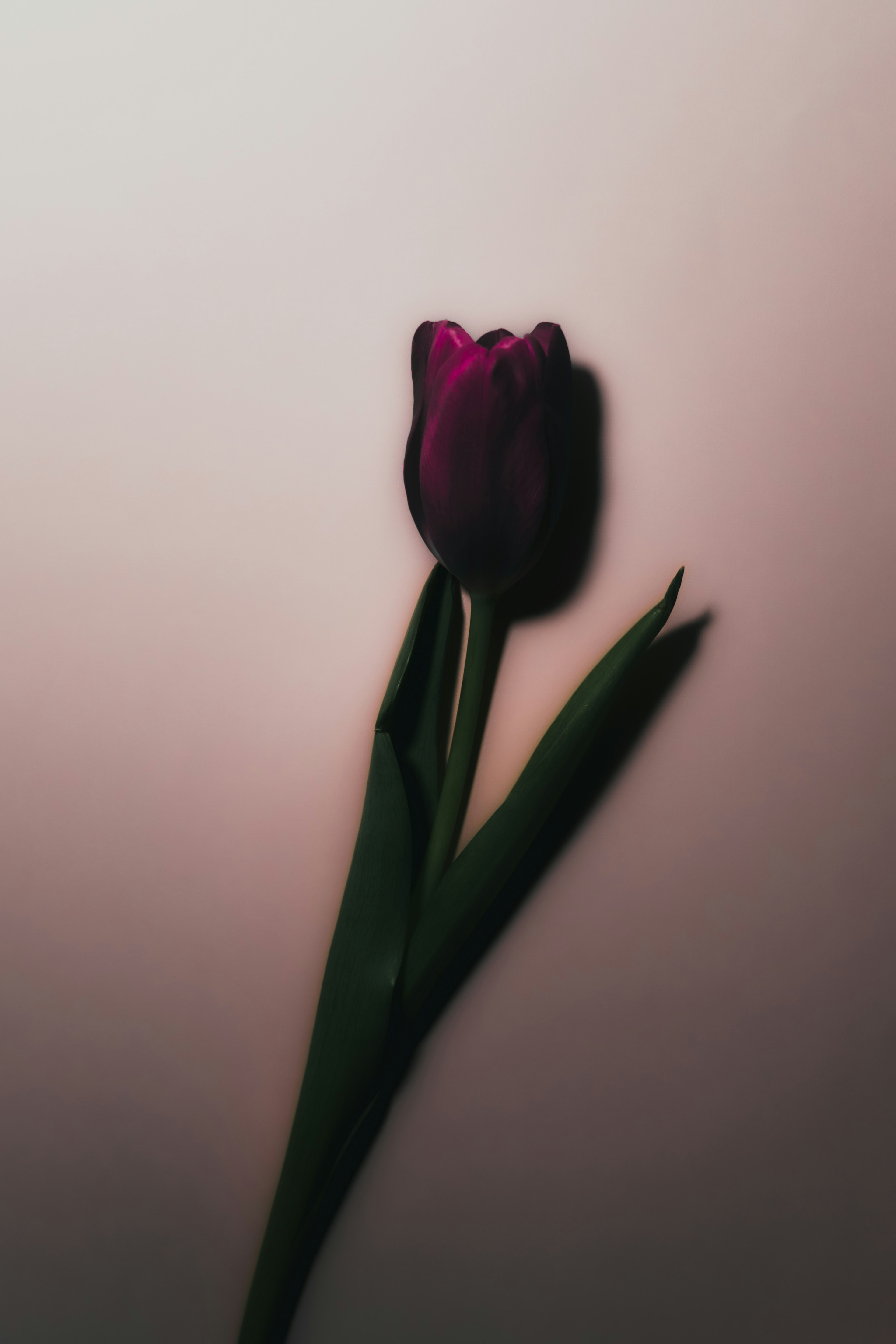 A purple tulip stands against a soft background