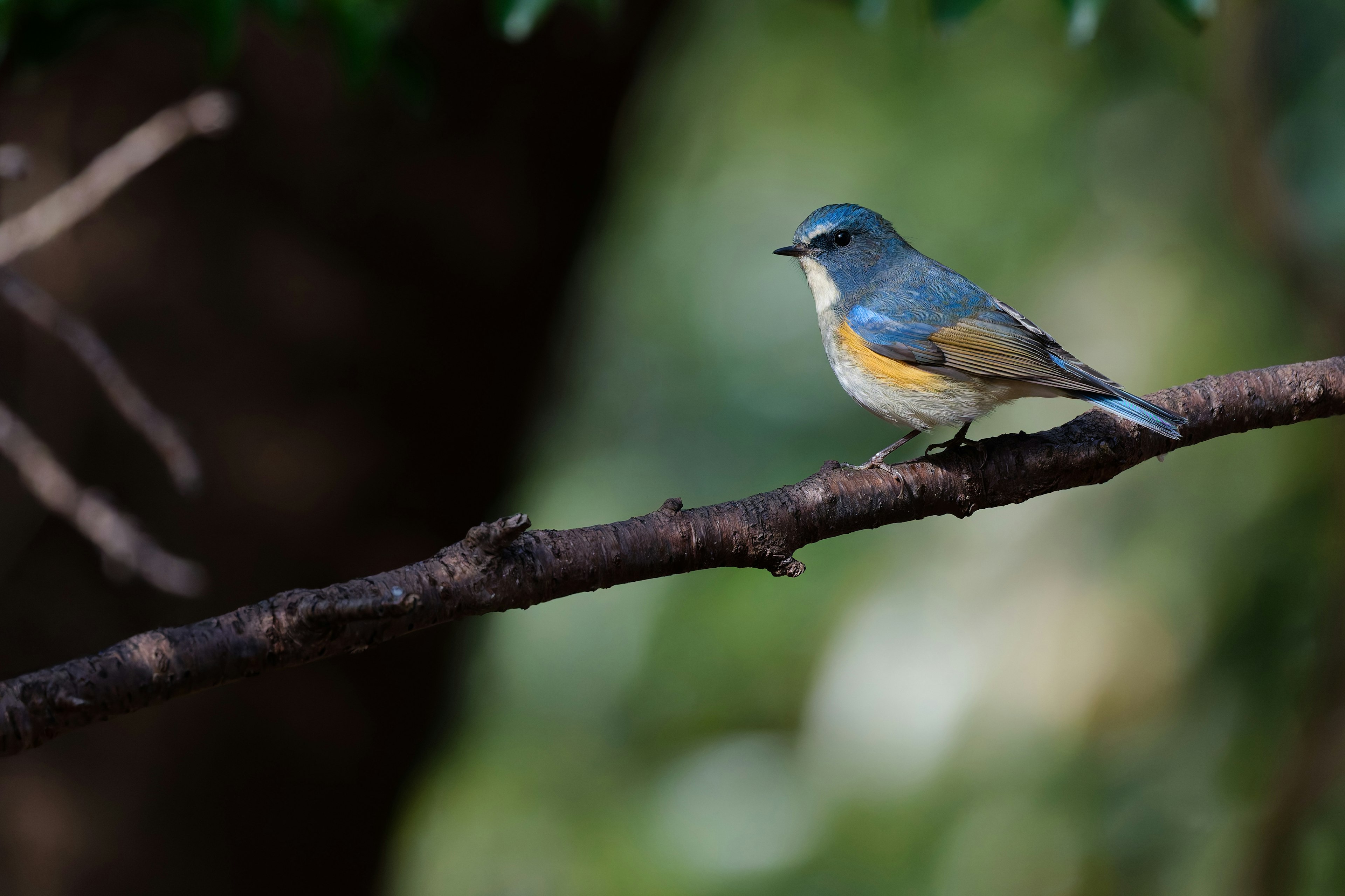 青い鳥が枝に止まっている