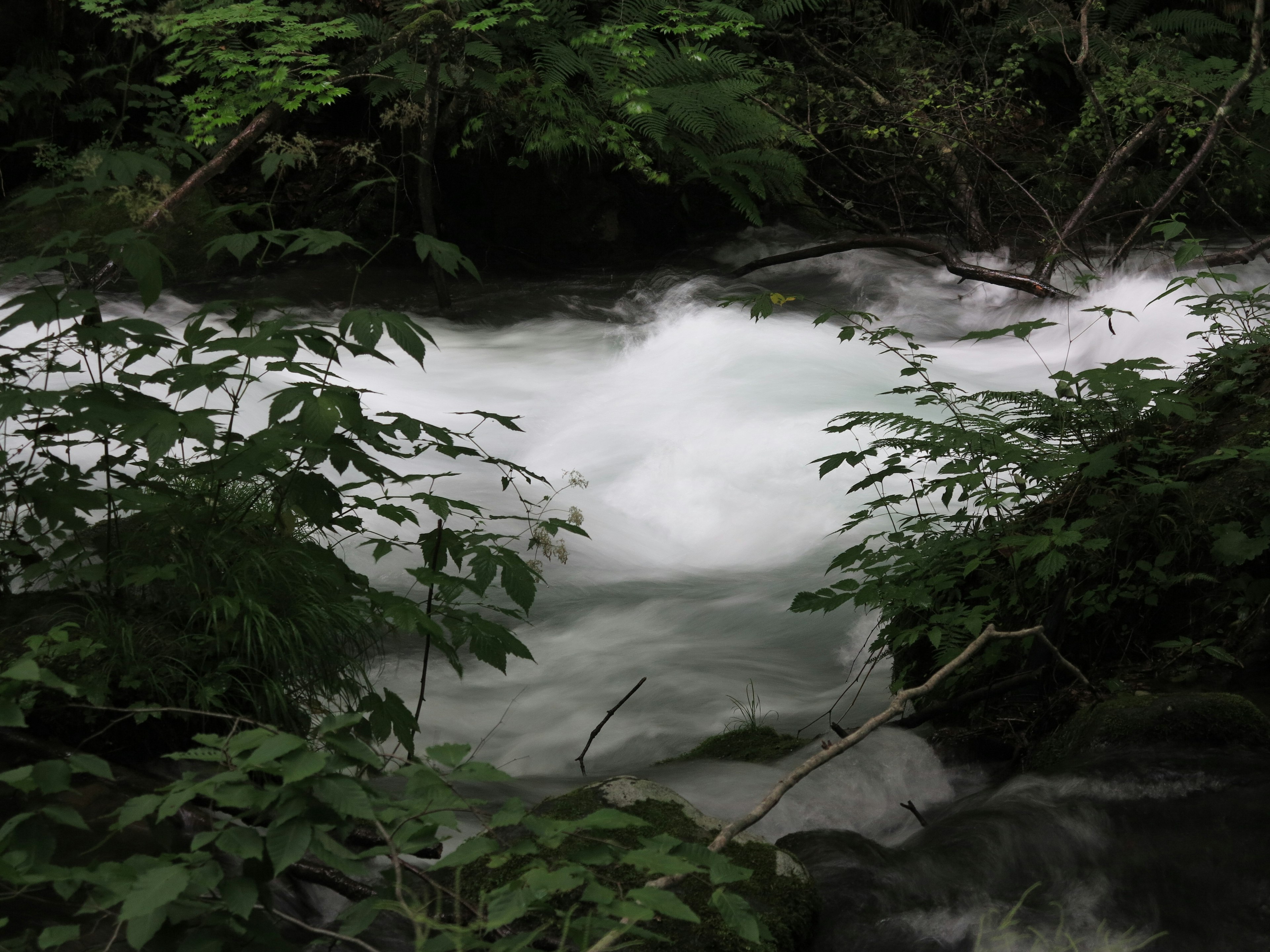 A river flows rapidly surrounded by lush green foliage with frothy white water