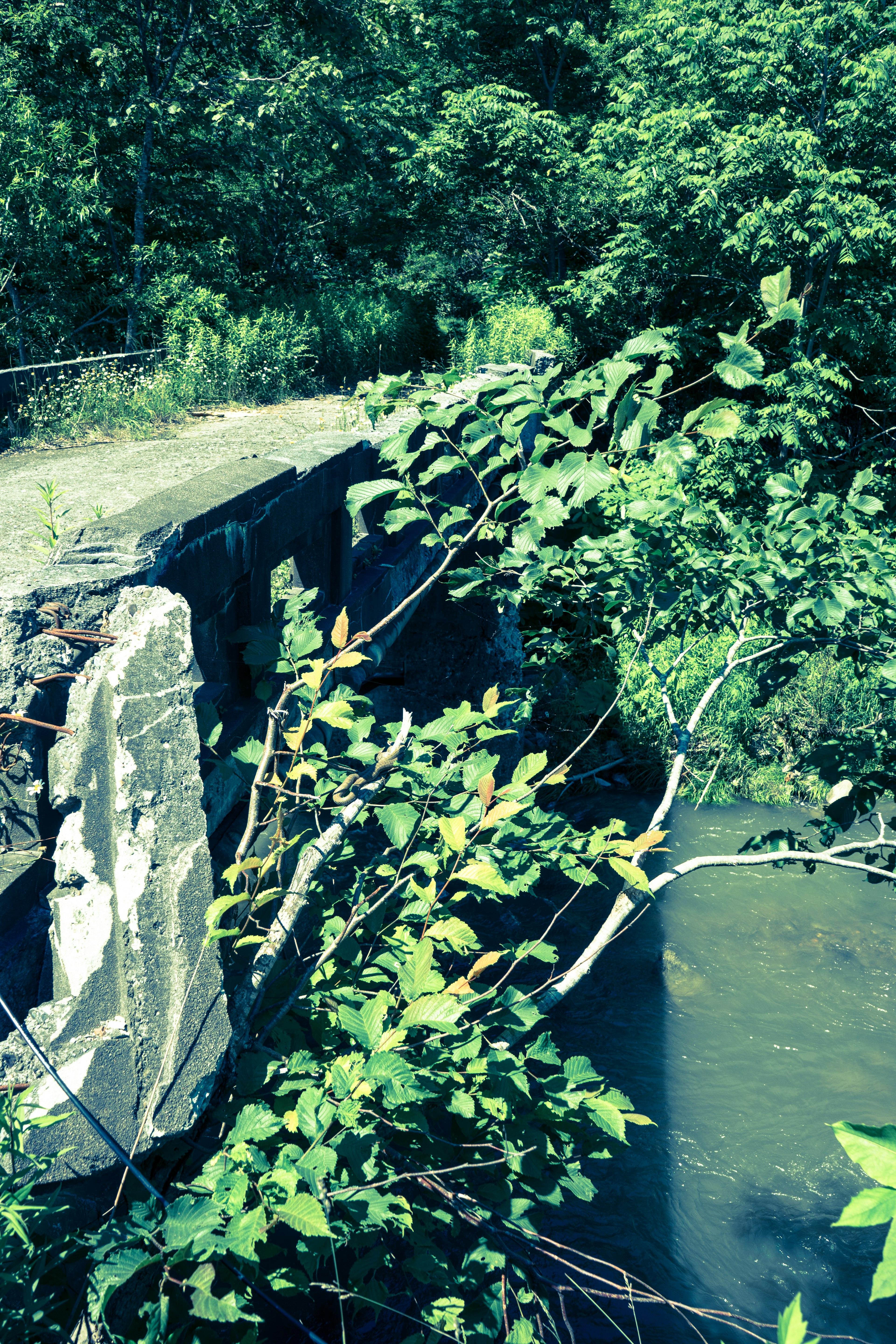 Puente de piedra cubierto de vegetación con agua abajo