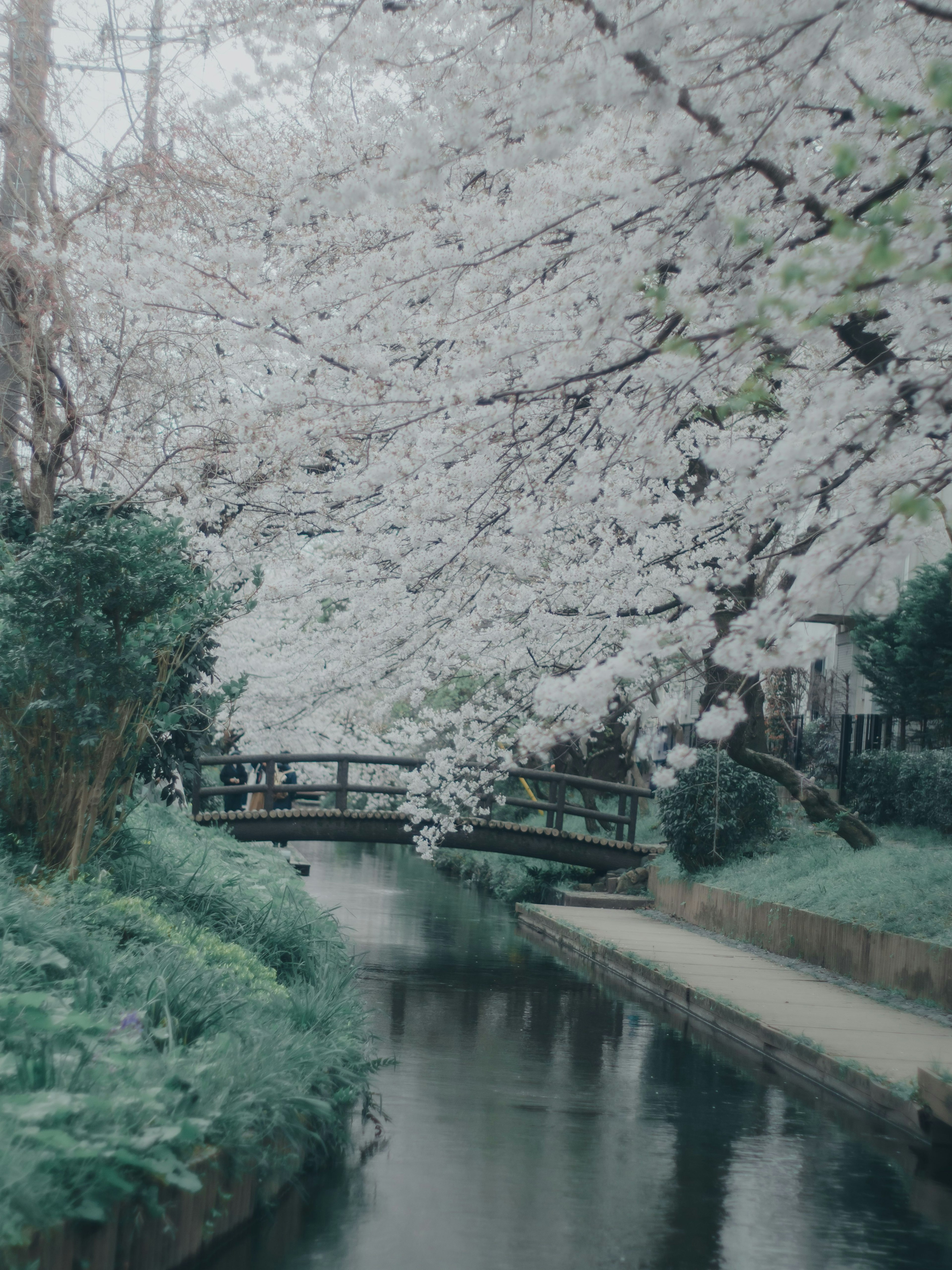 桜の木が咲いている川沿いの風景 橋と緑の植物が見える
