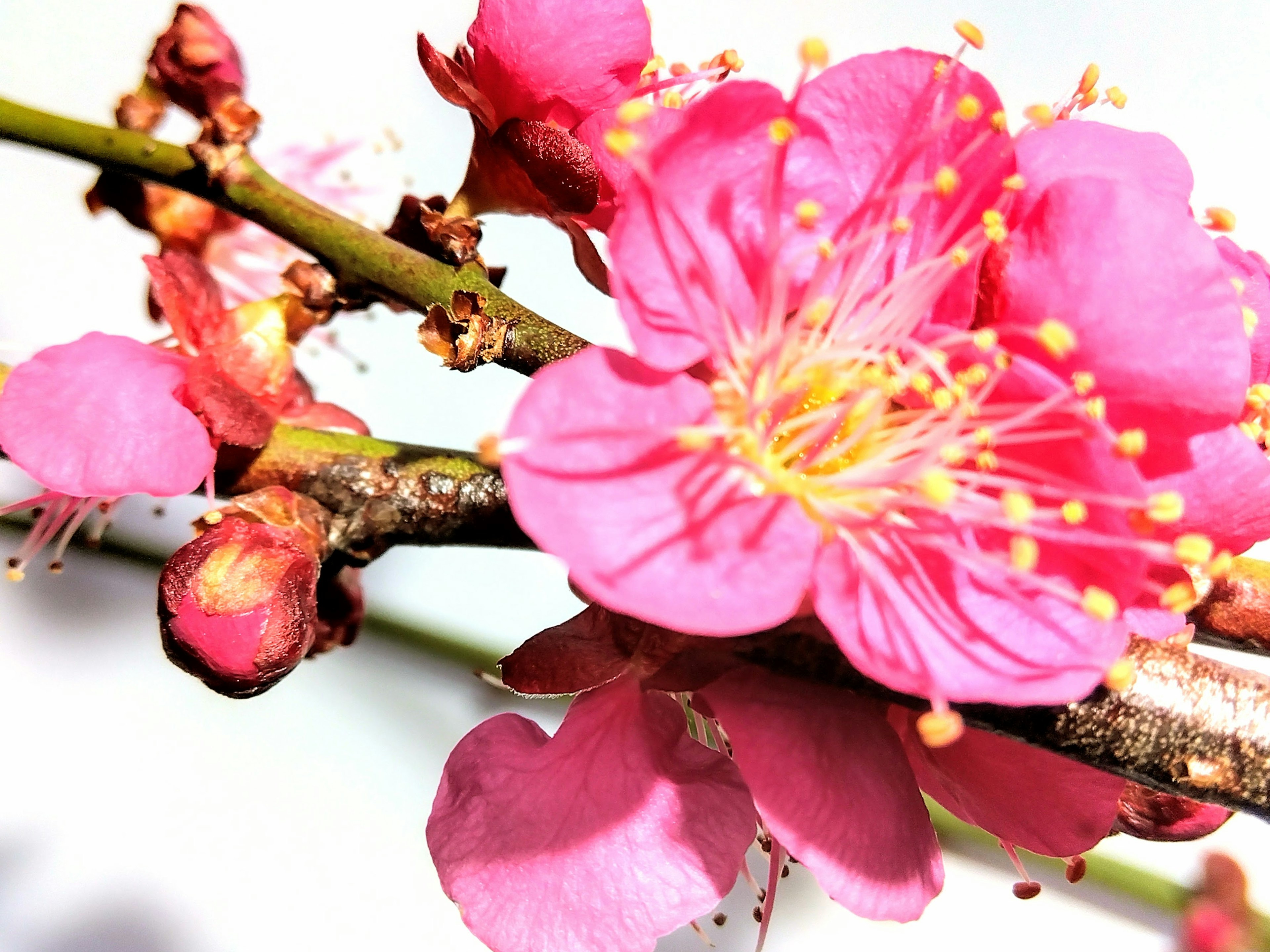 Close-up of a branch with pink flowers and buds