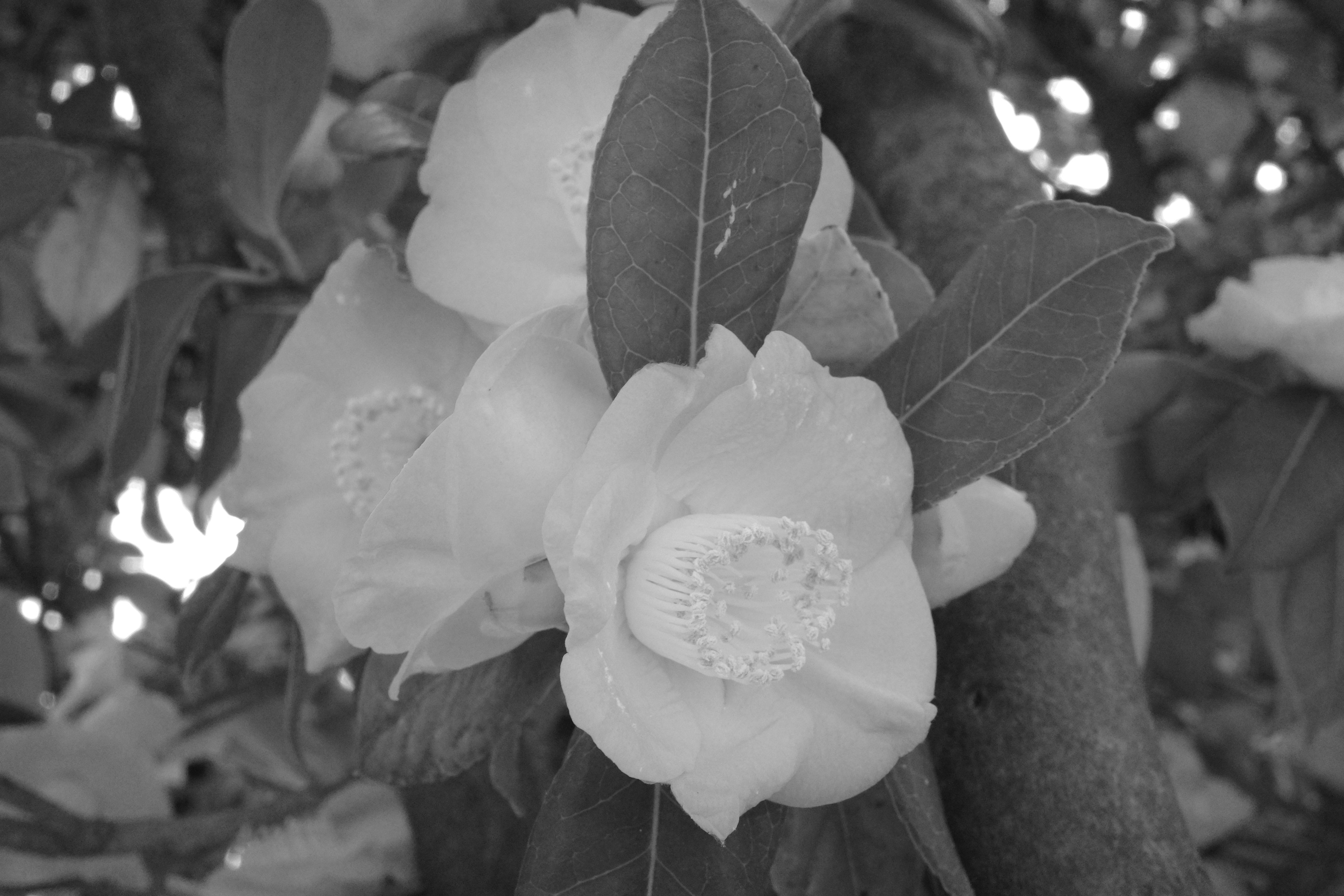 Black and white image of camellia flowers and leaves